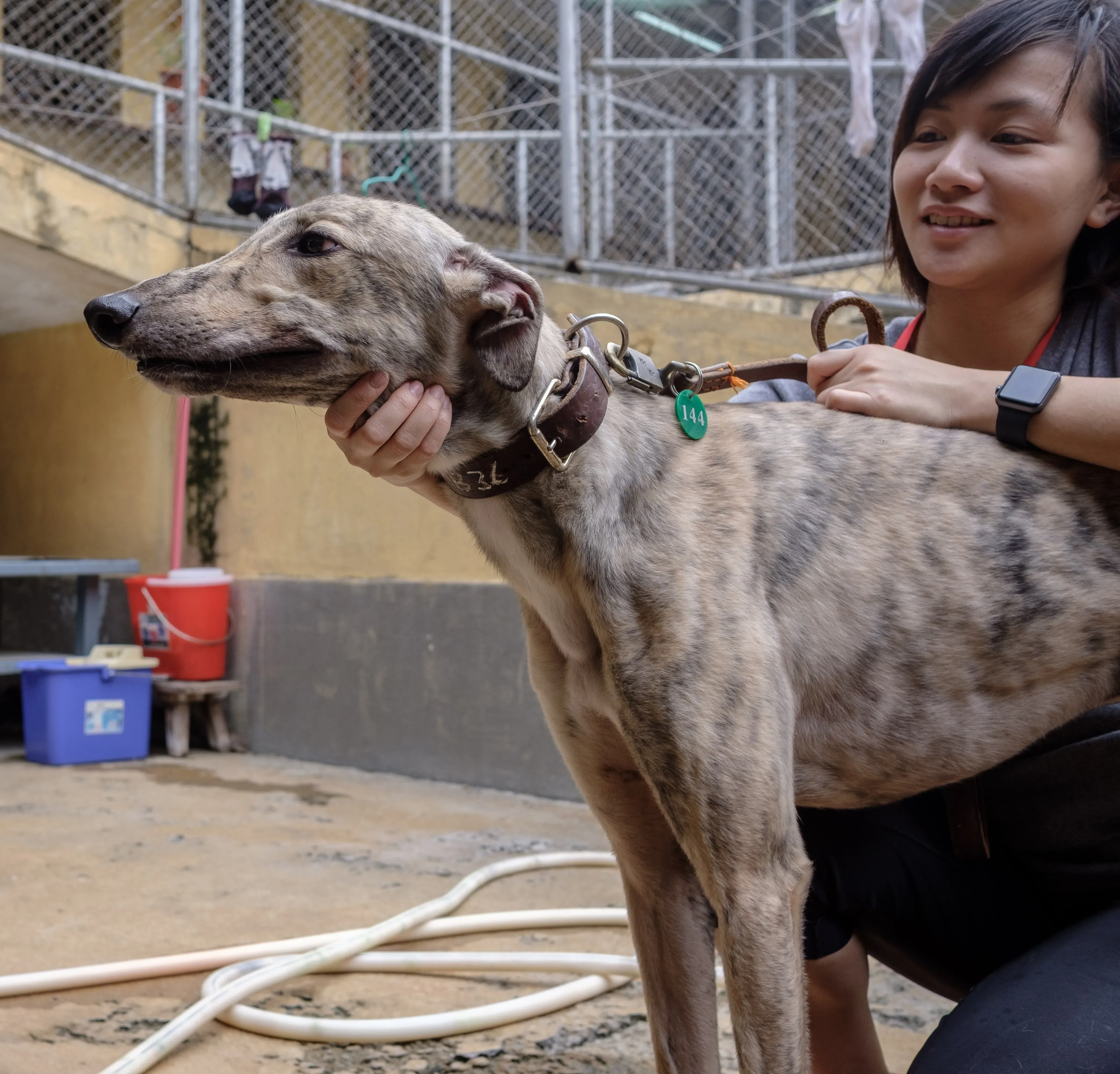 mellow adozione greyhound macao 9