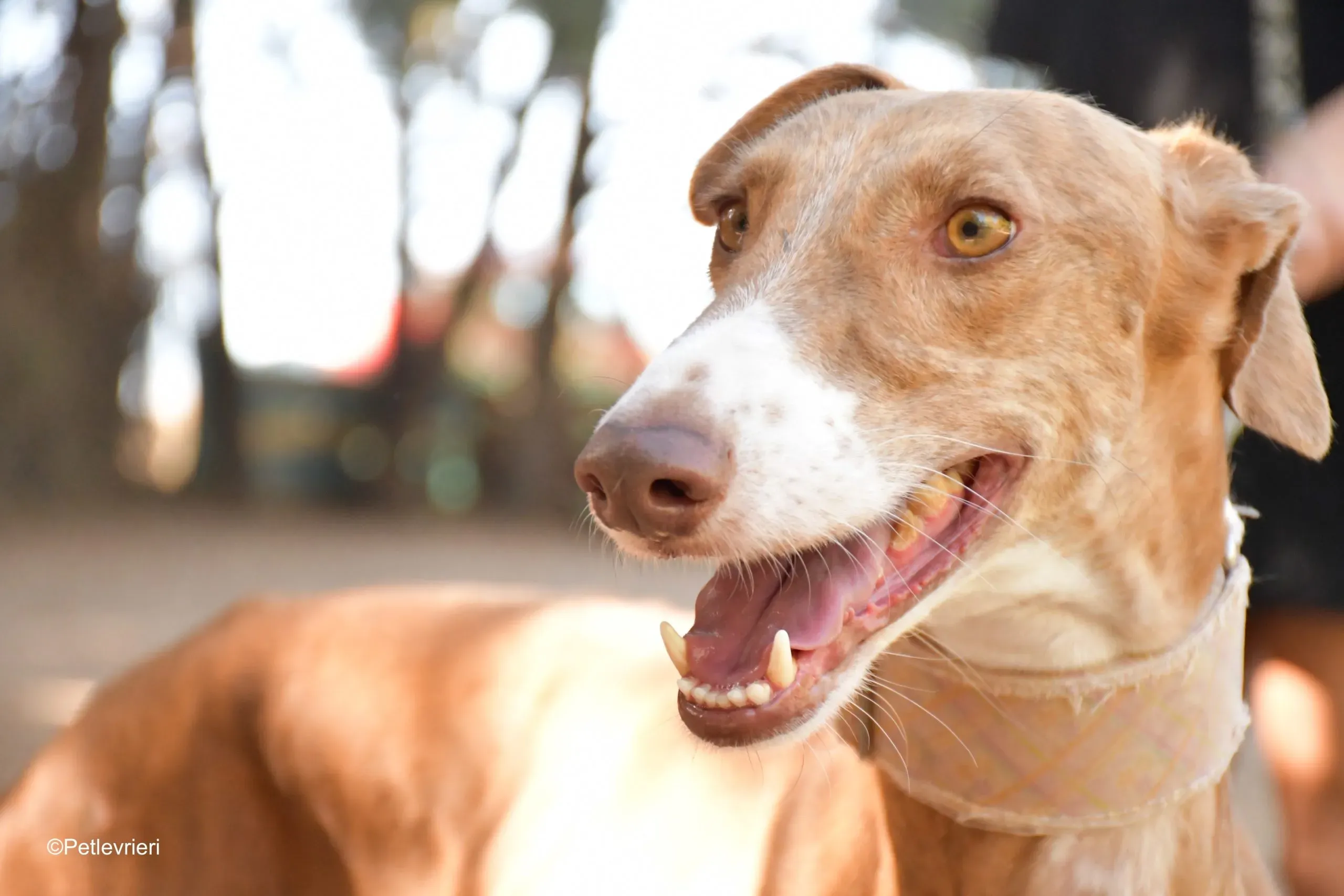 melon adozione levrieri galgo 1 scaled