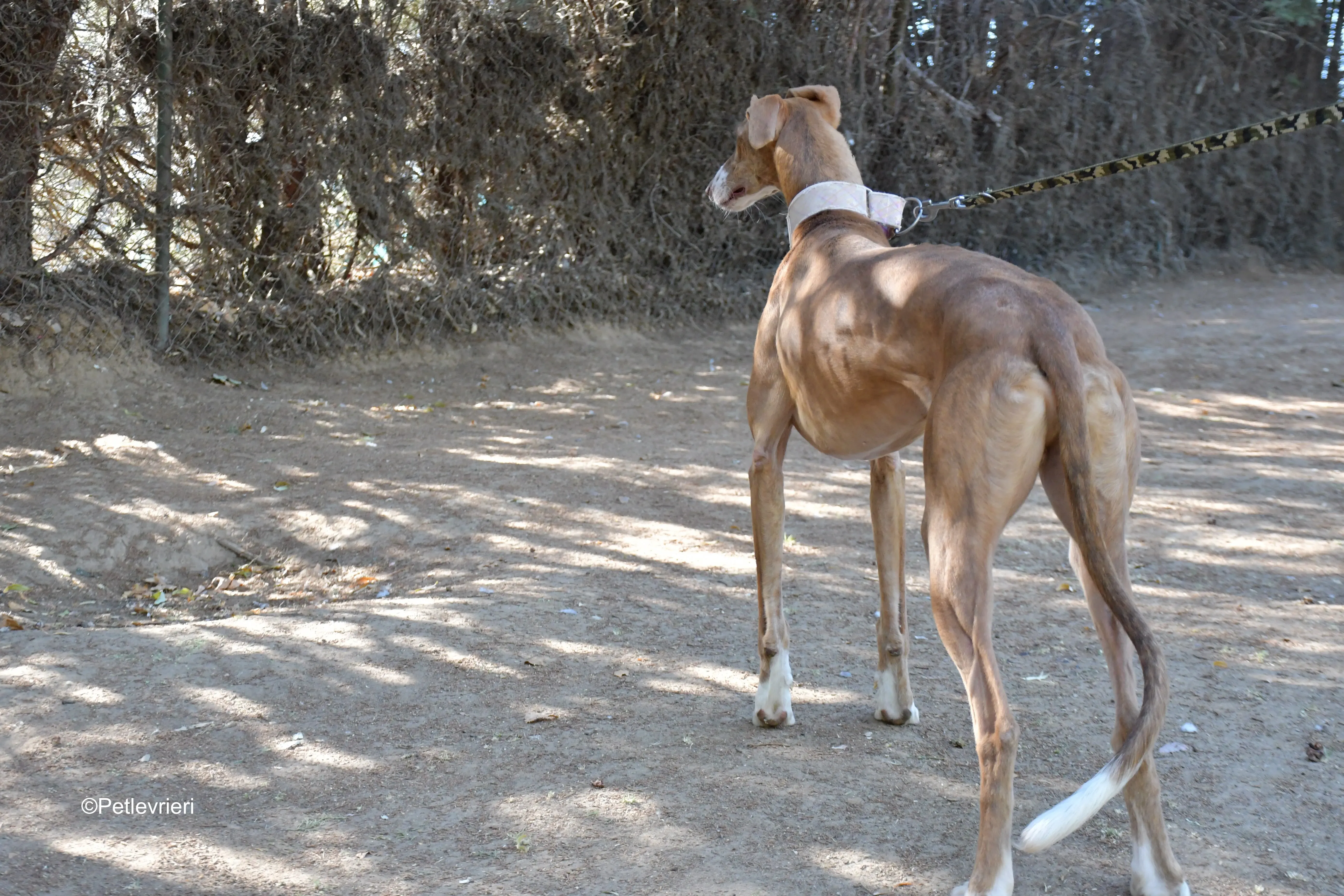 melon adozione levrieri galgo 10