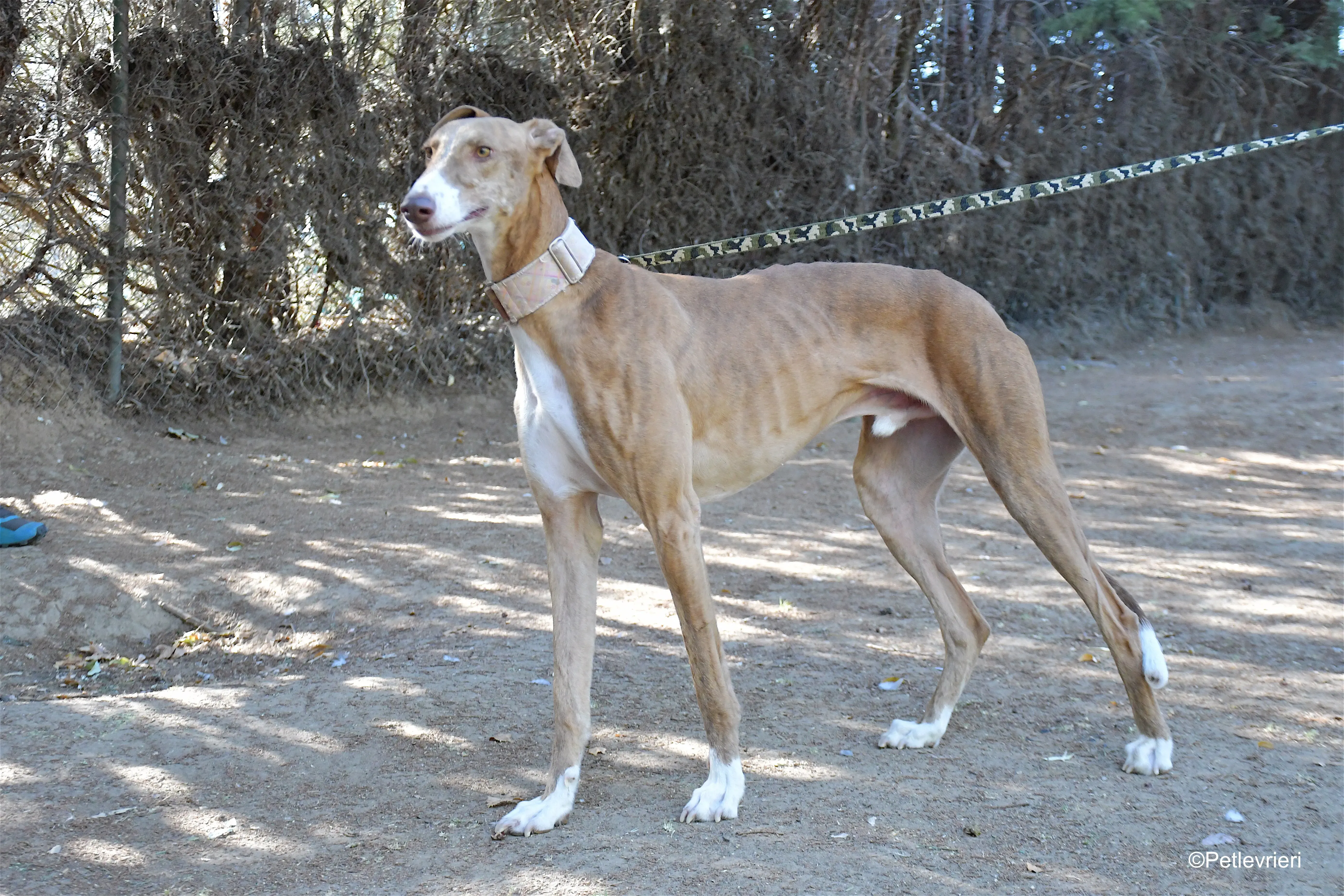 melon adozione levrieri galgo 11