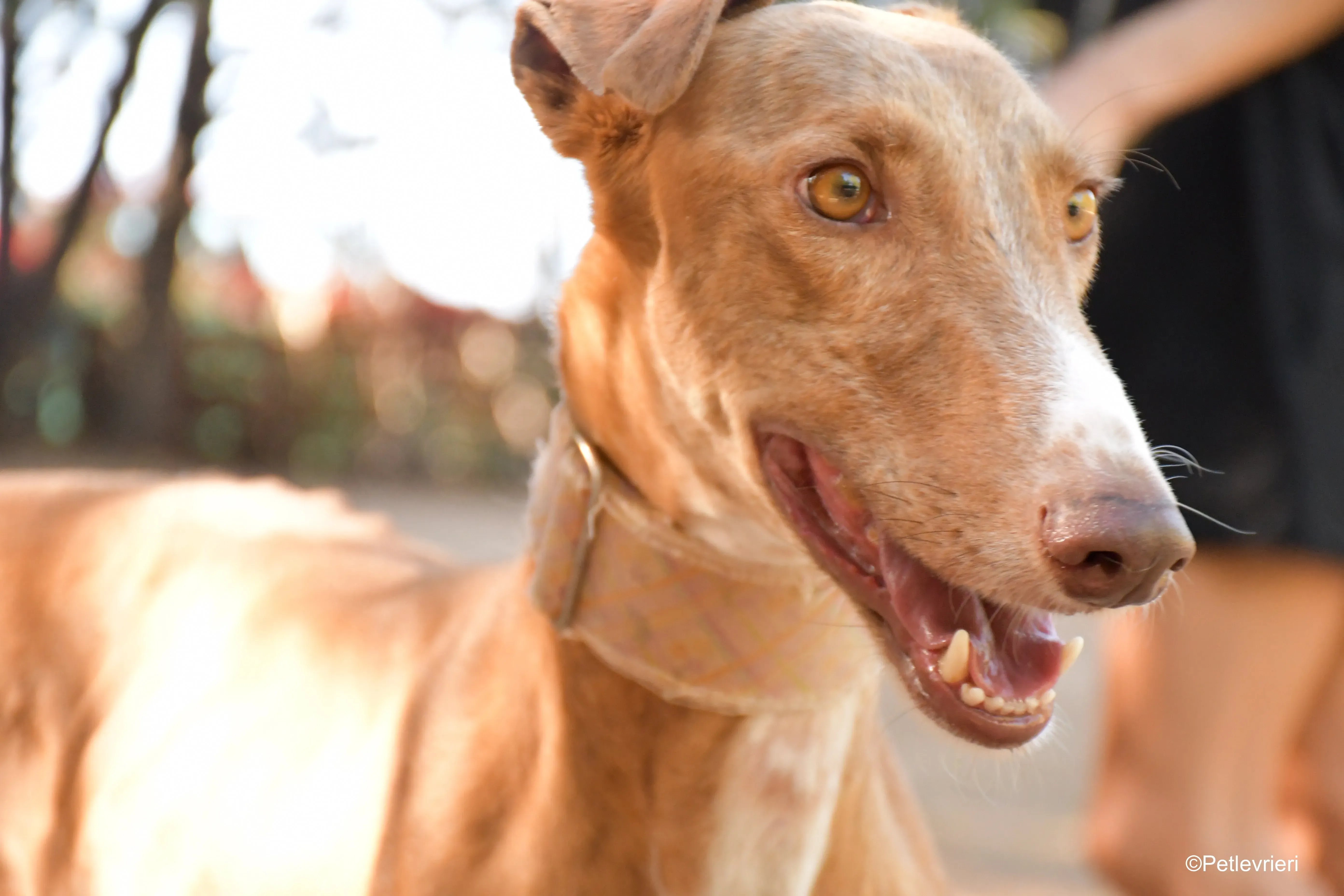 melon adozione levrieri galgo 2