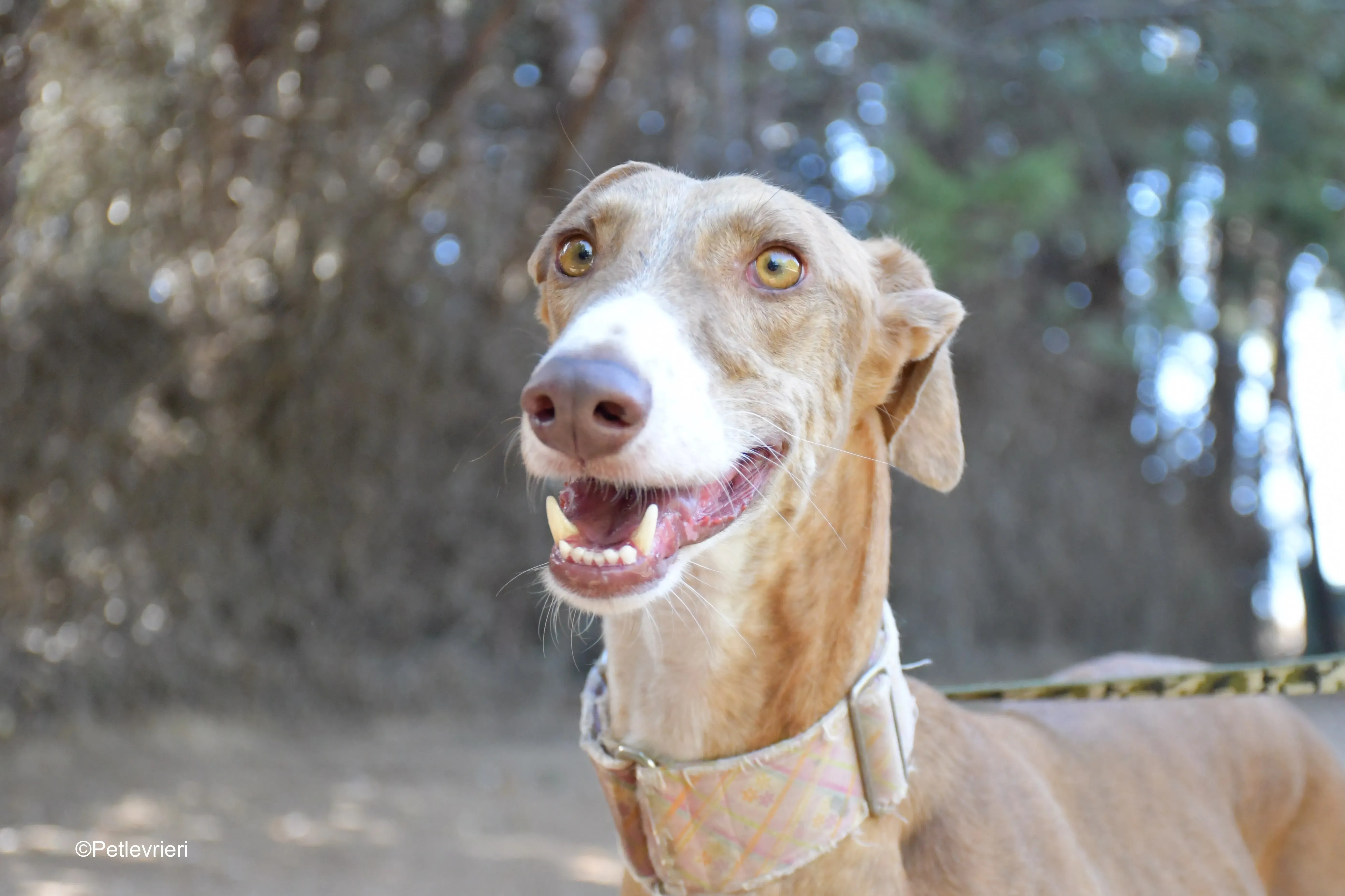 melon adozione levrieri galgo 3