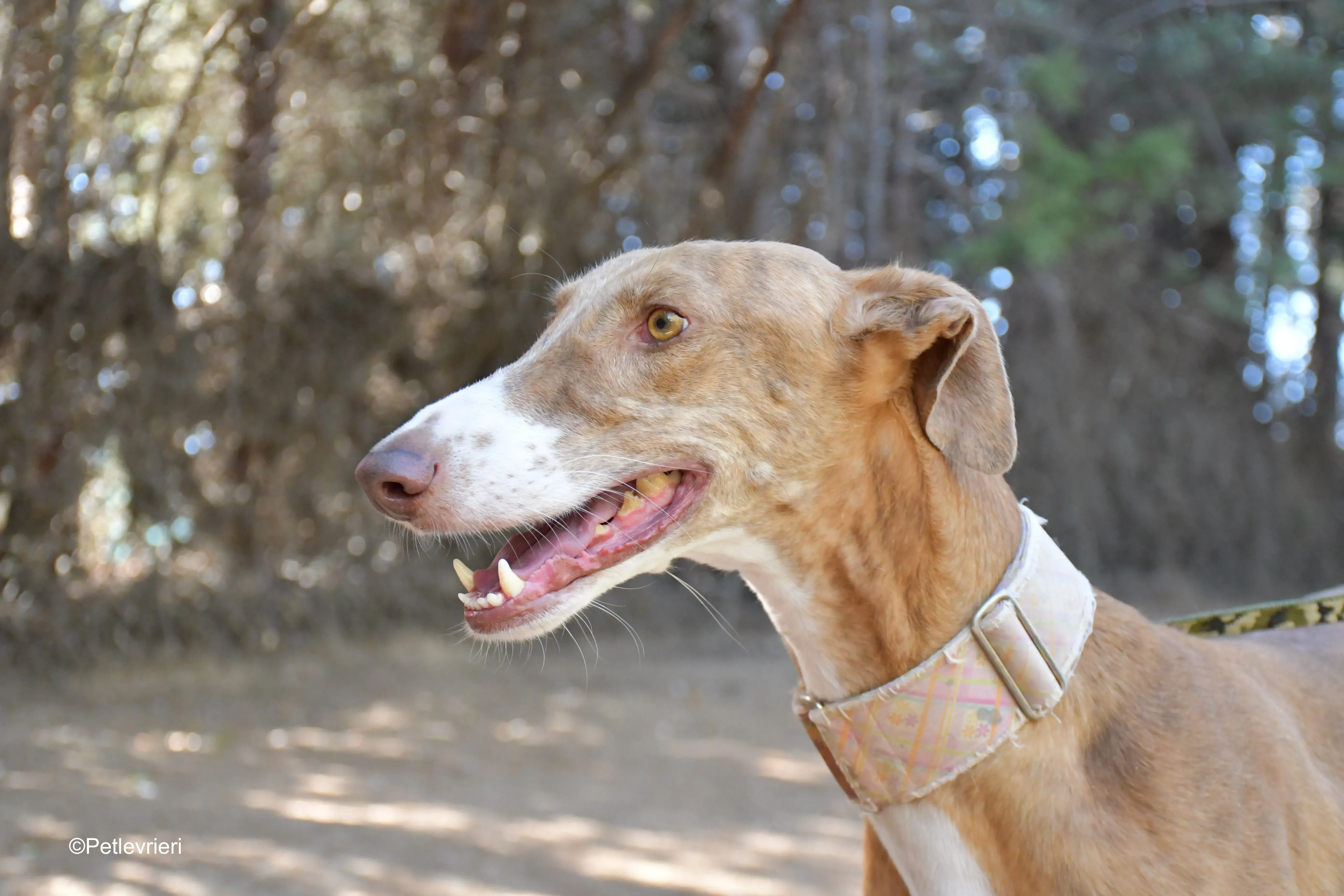 melon adozione levrieri galgo 4