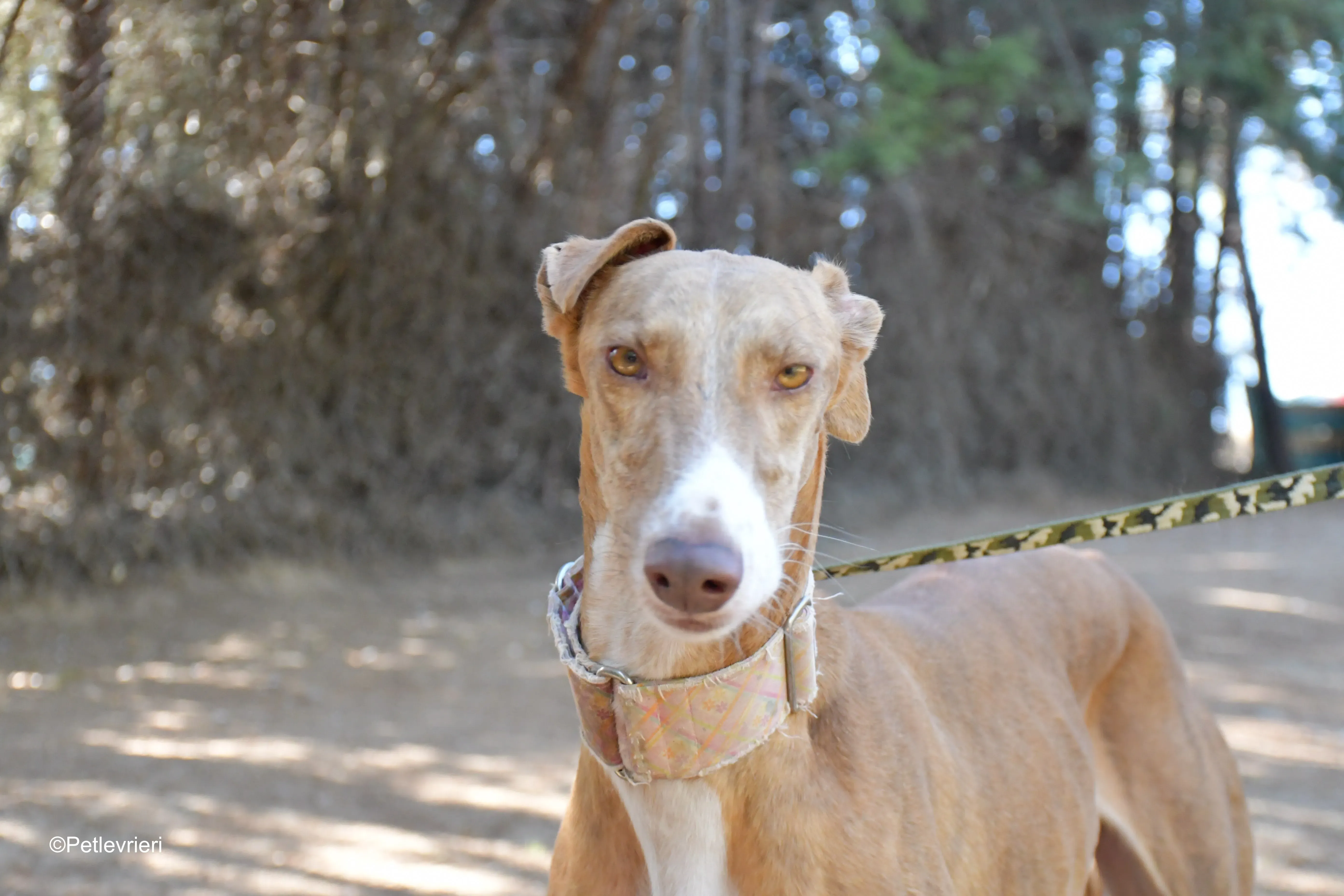 melon adozione levrieri galgo 5