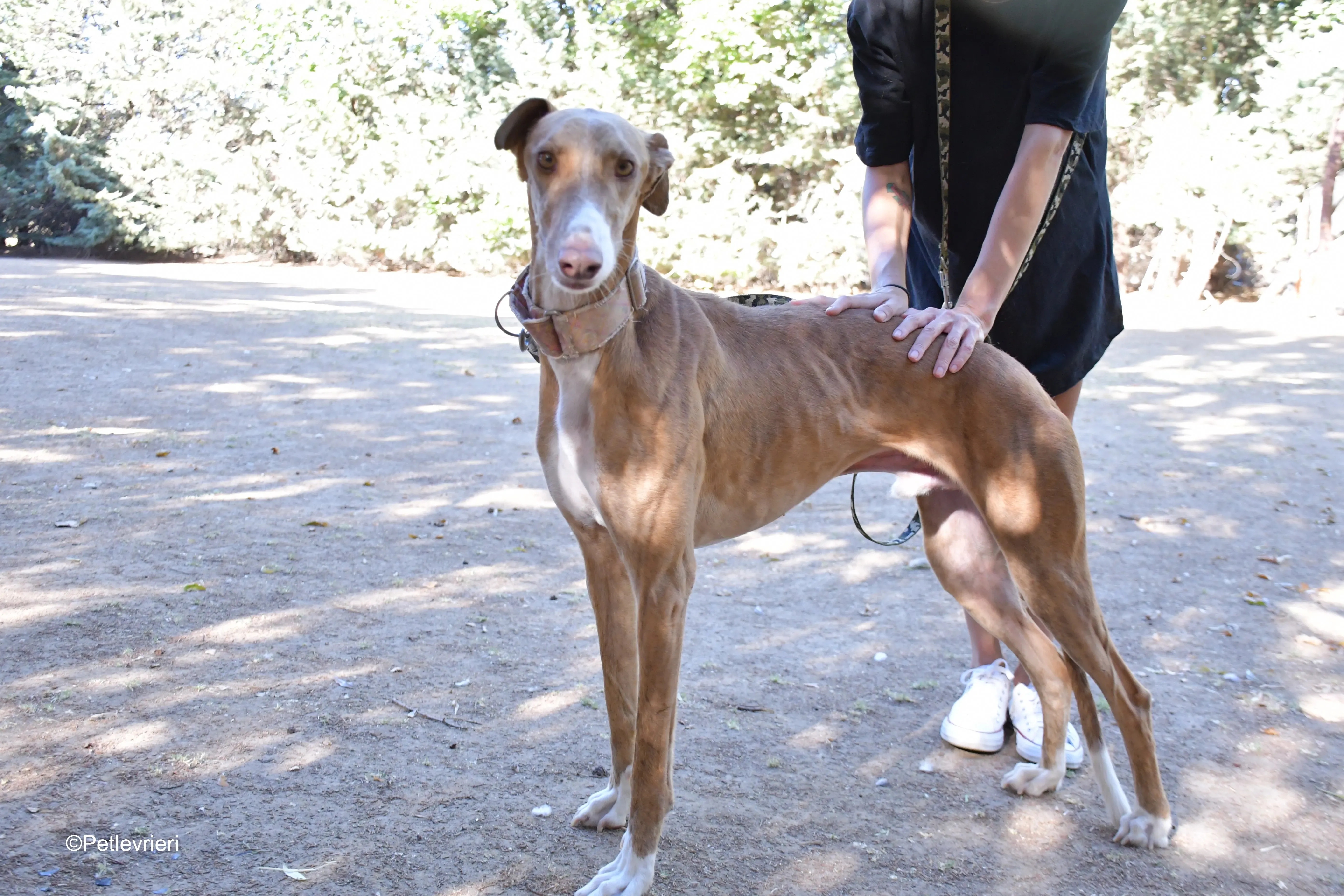 melon adozione levrieri galgo 6