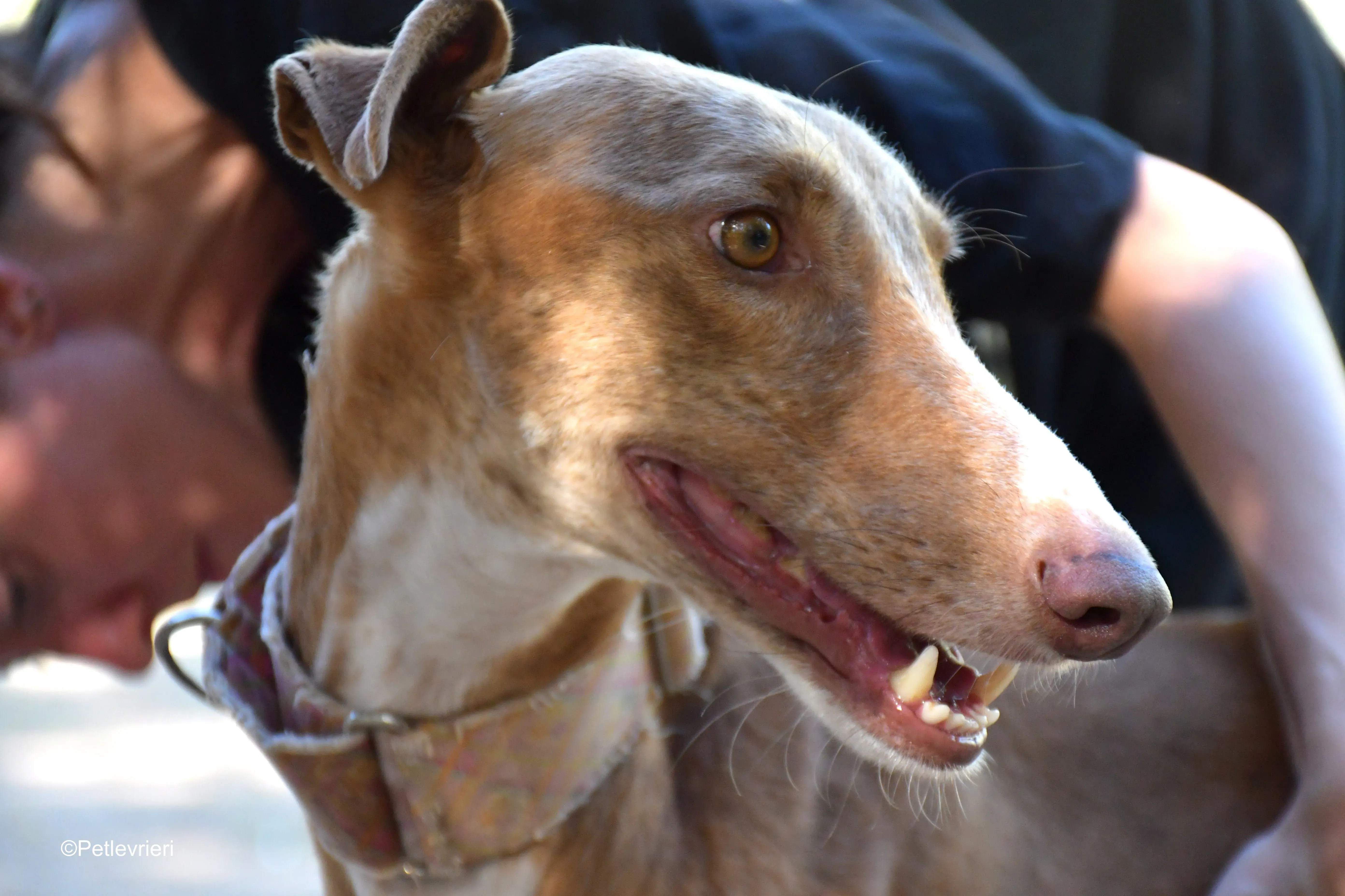 melon adozione levrieri galgo 7