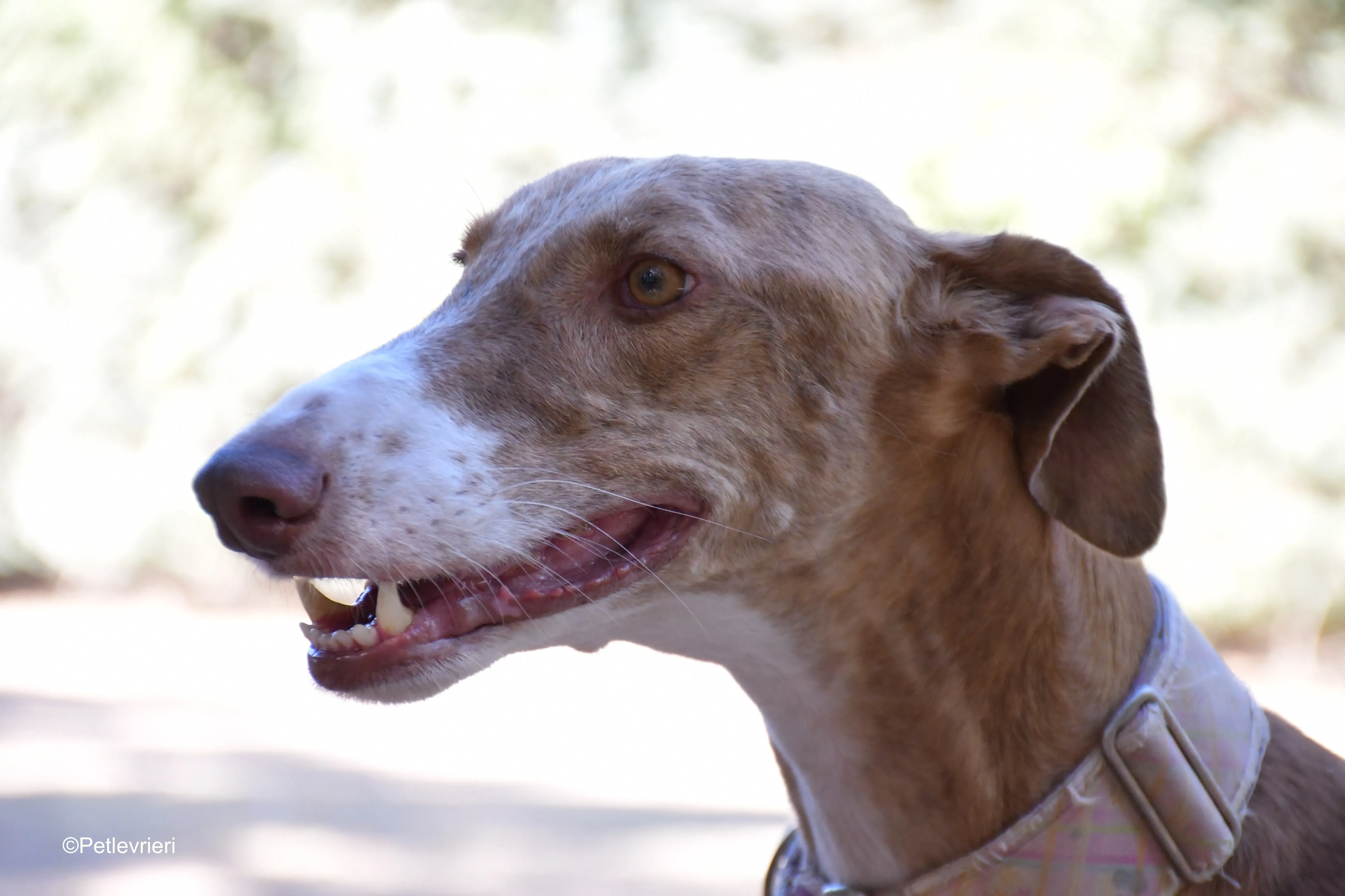 melon adozione levrieri galgo 8