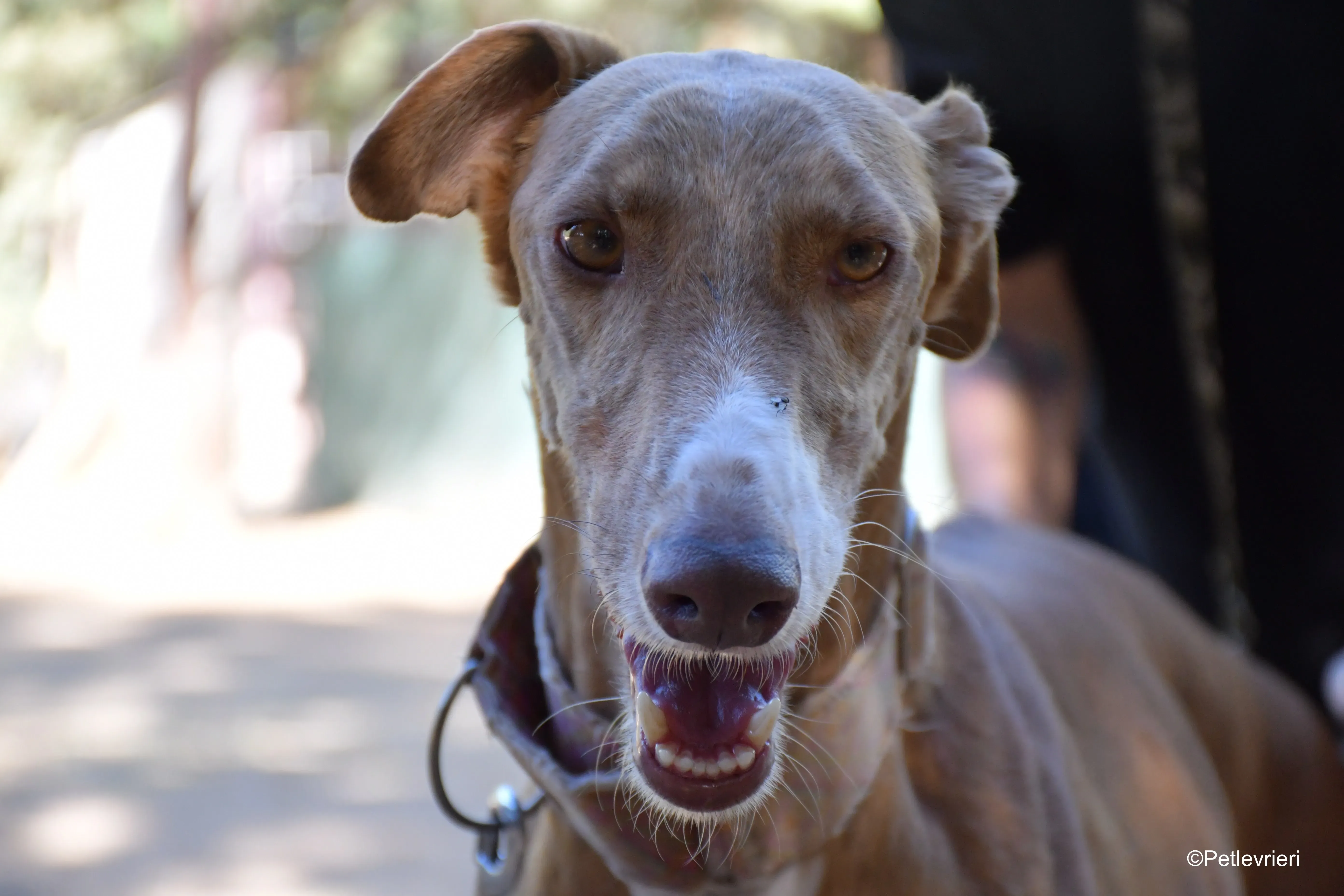 melon adozione levrieri galgo 9