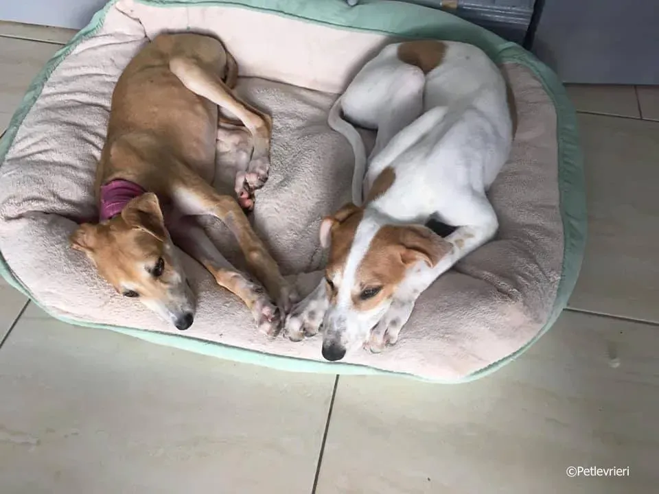 mercy adozione levrieri greyhound 12