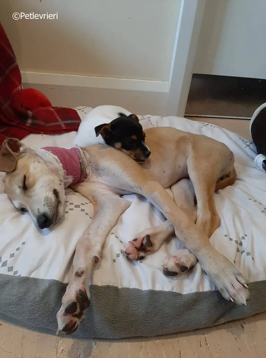 mercy adozione levrieri greyhound 14