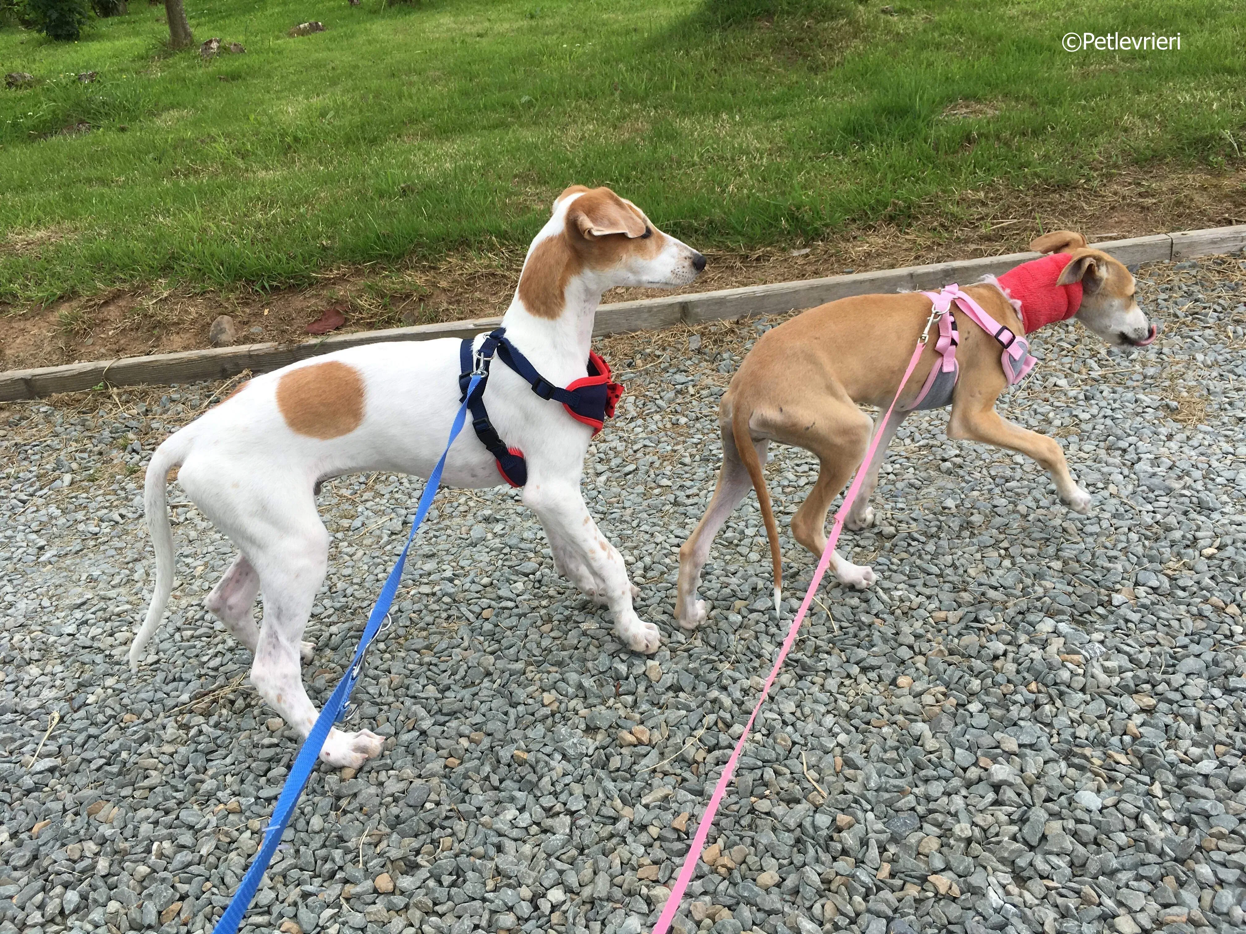 mercy adozione levrieri greyhound 17