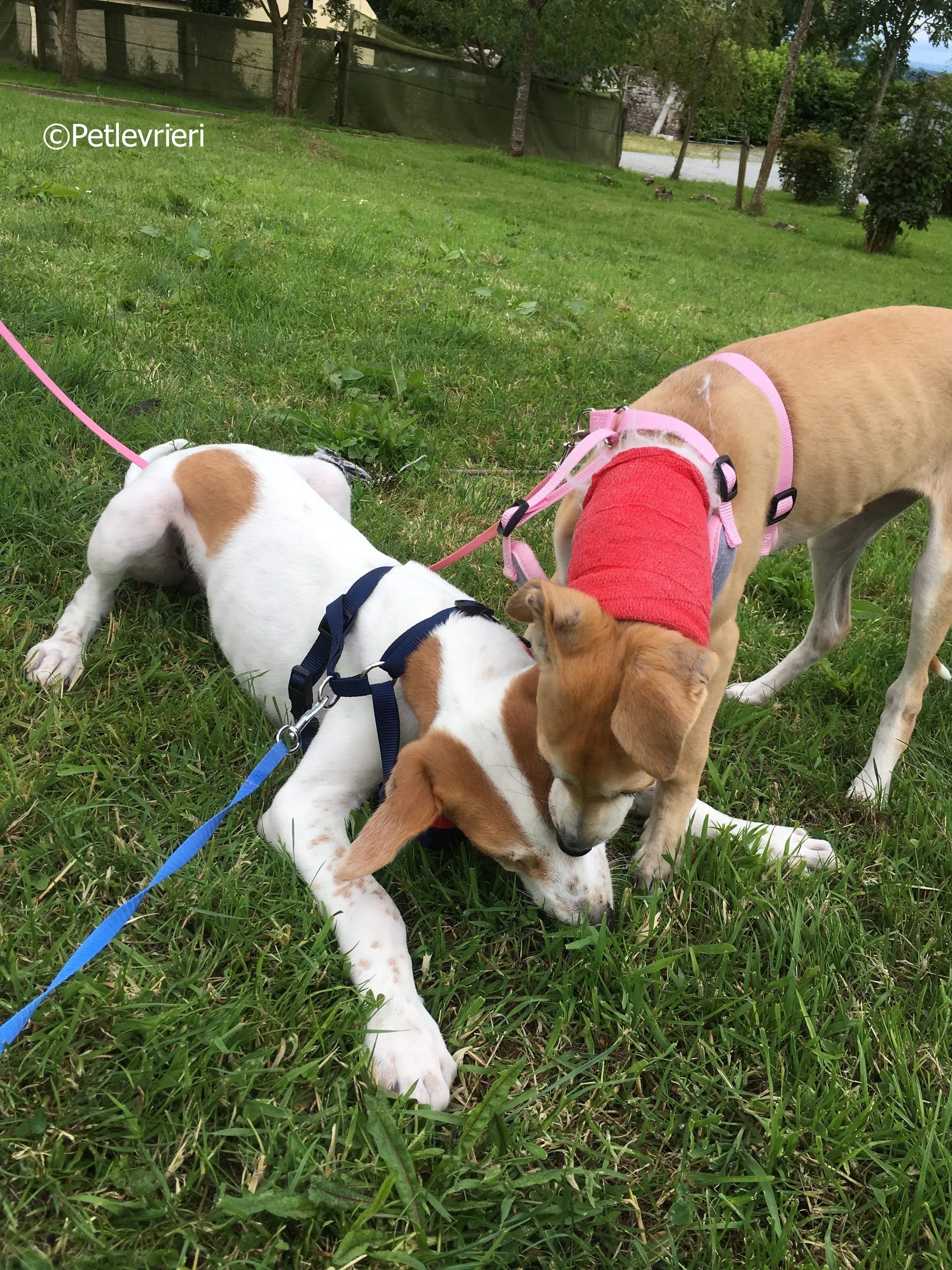 mercy adozione levrieri greyhound 19