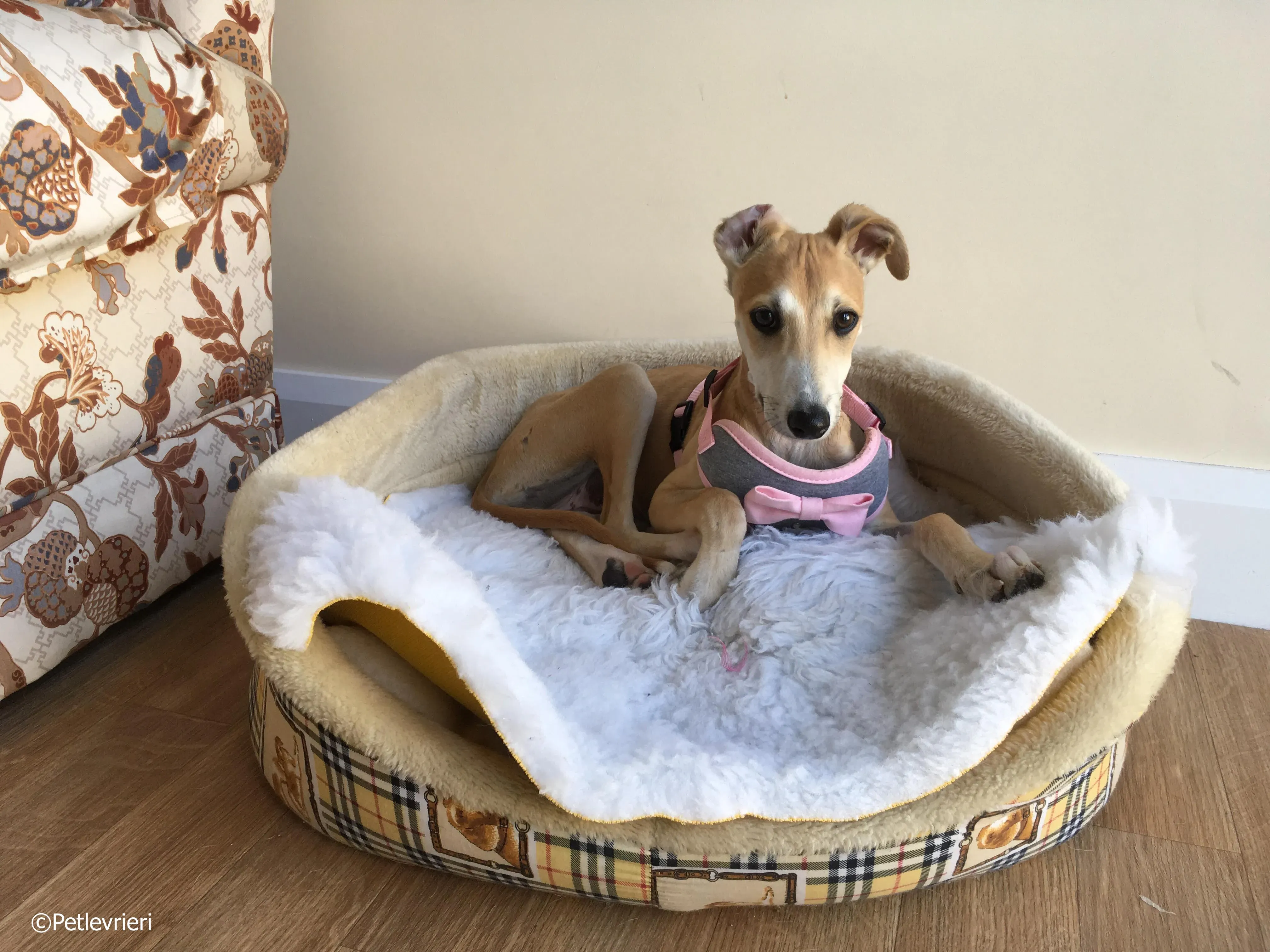 mercy adozione levrieri greyhound 20