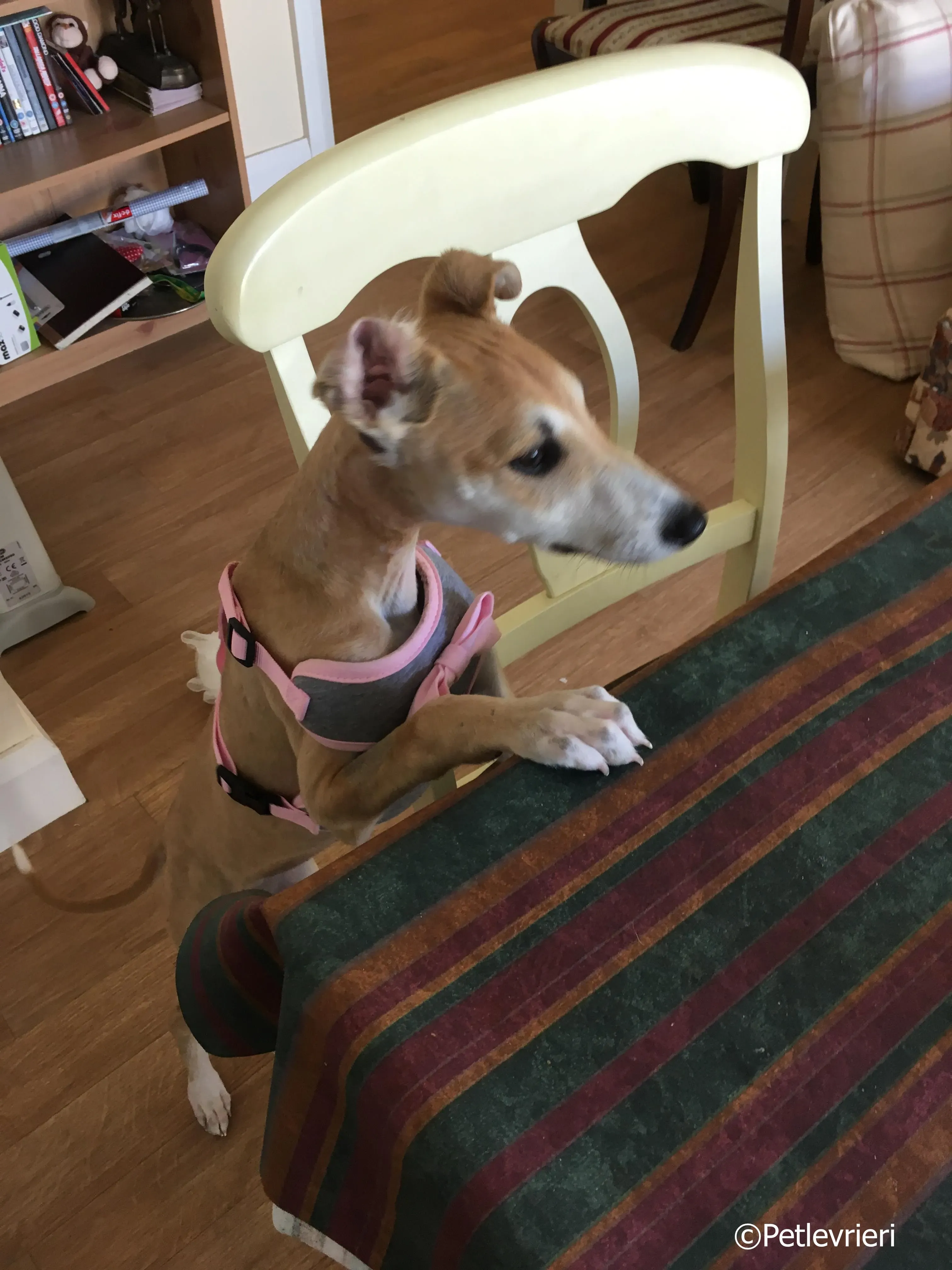 mercy adozione levrieri greyhound 21