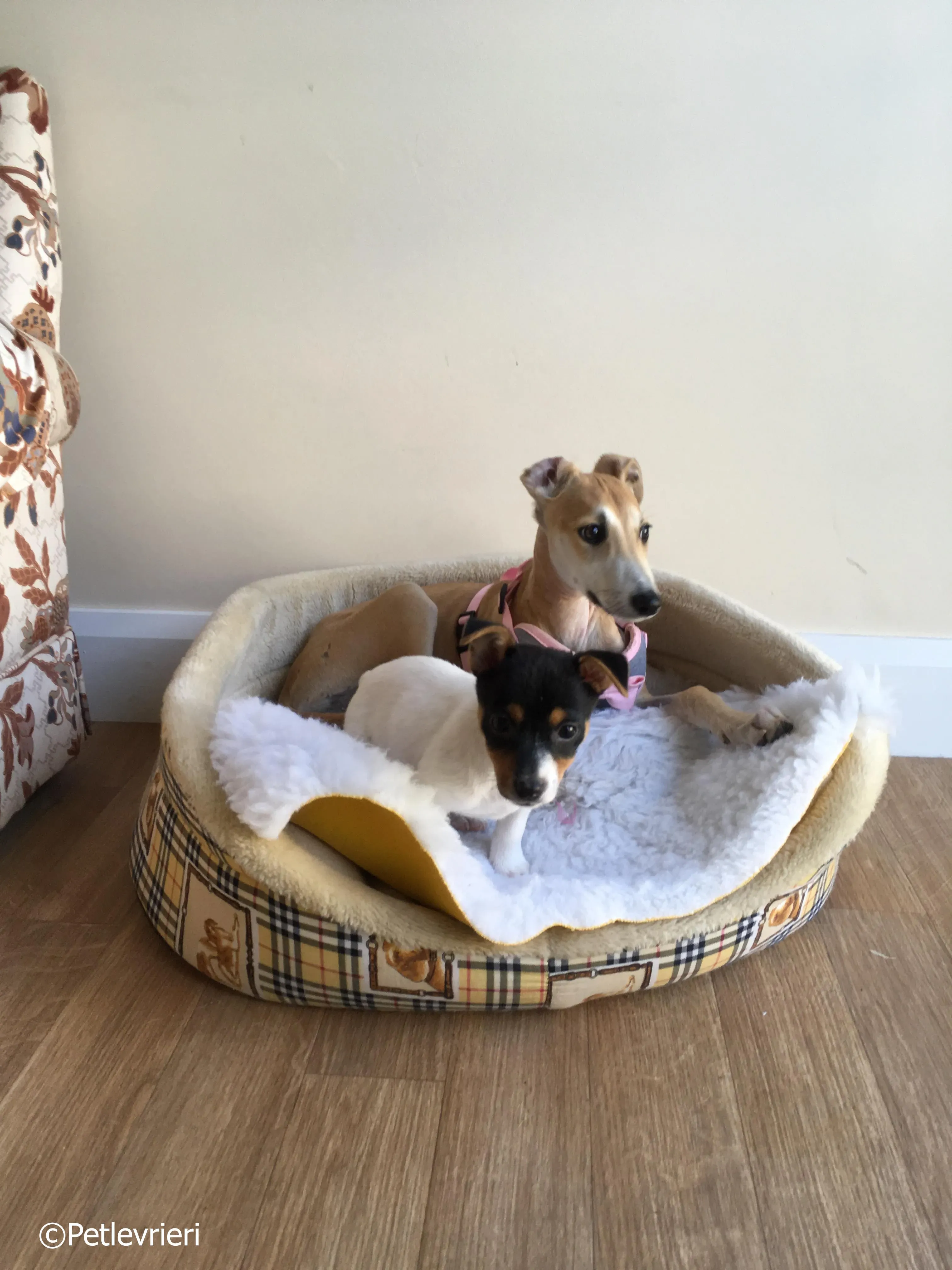 mercy adozione levrieri greyhound 22