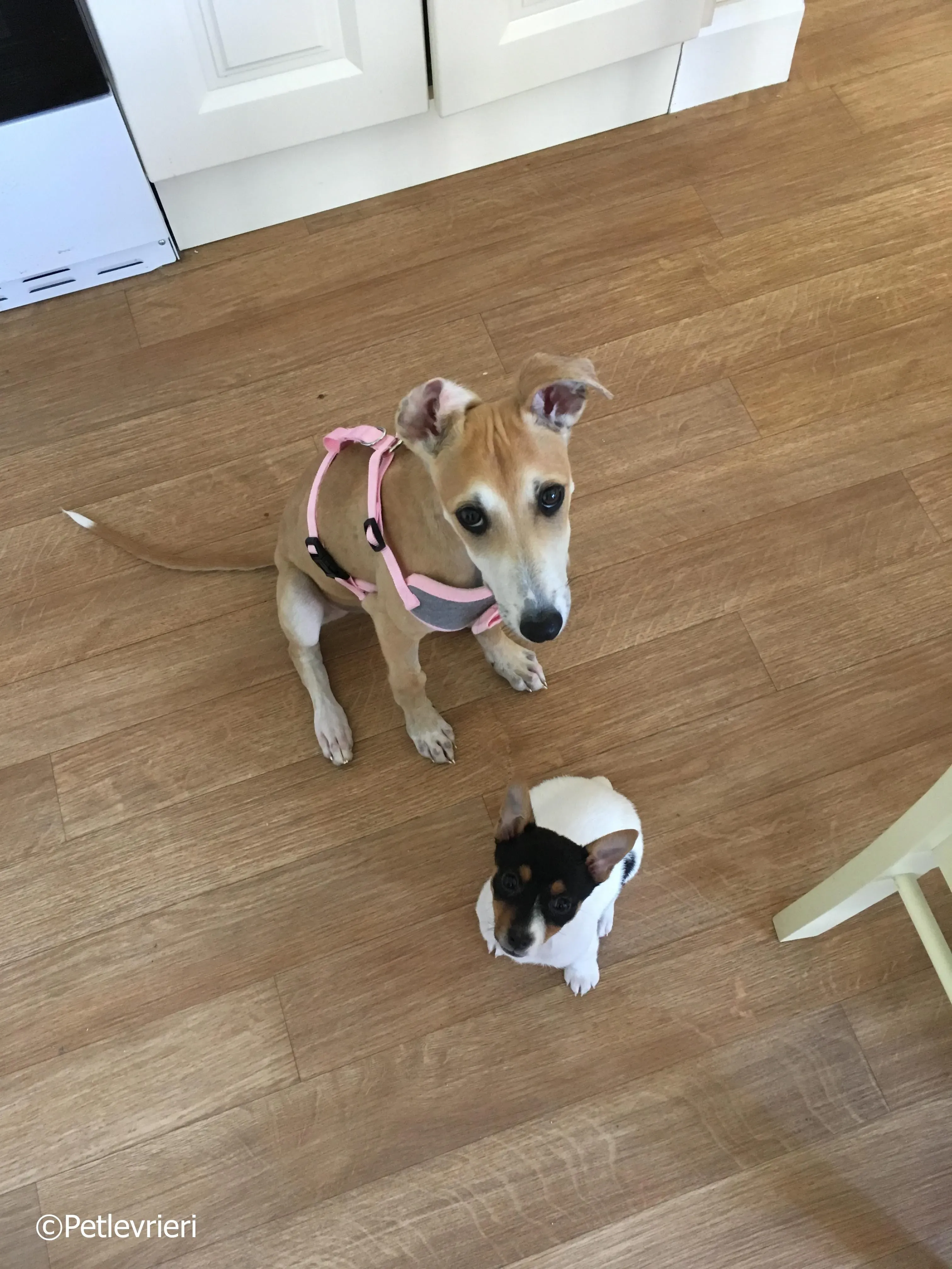 mercy adozione levrieri greyhound 23