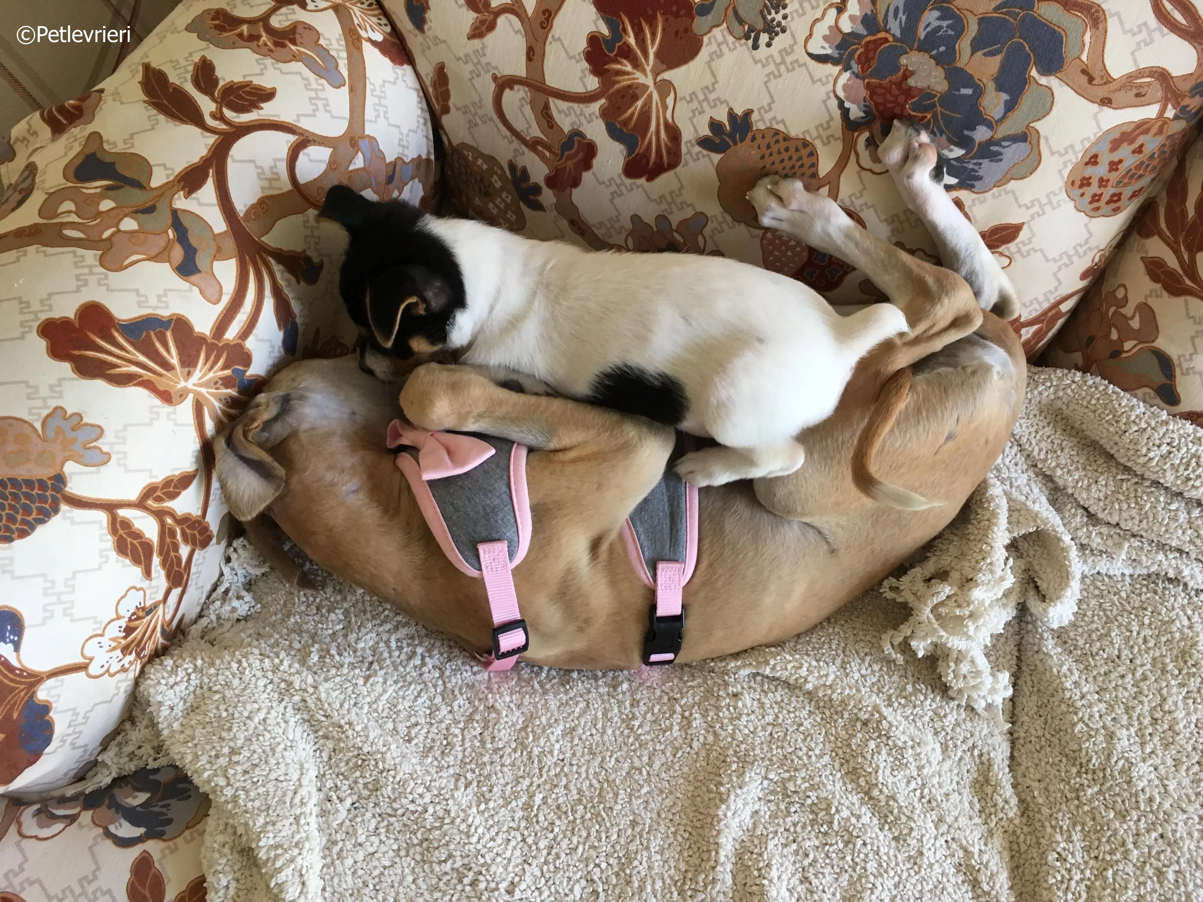 mercy adozione levrieri greyhound 28