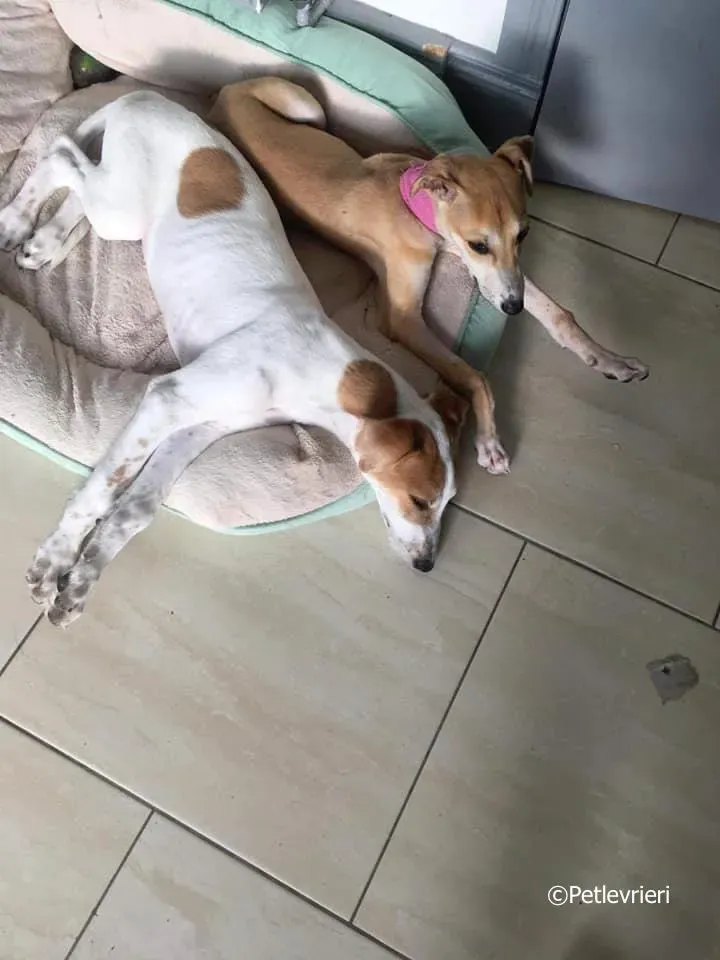 mercy adozione levrieri greyhound 7