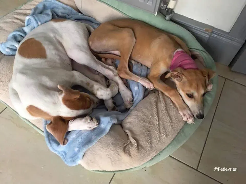 mercy adozione levrieri greyhound 9