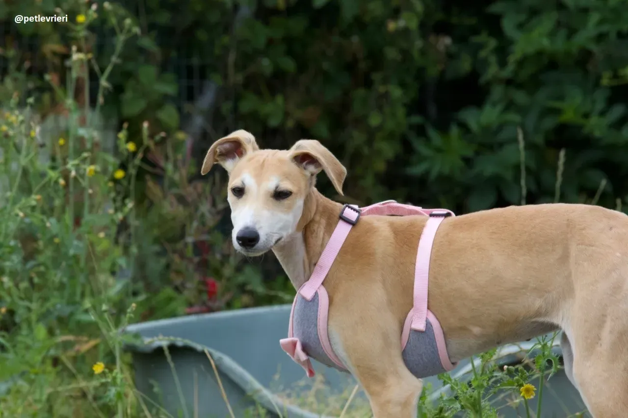 mercy lurcher adozione 1