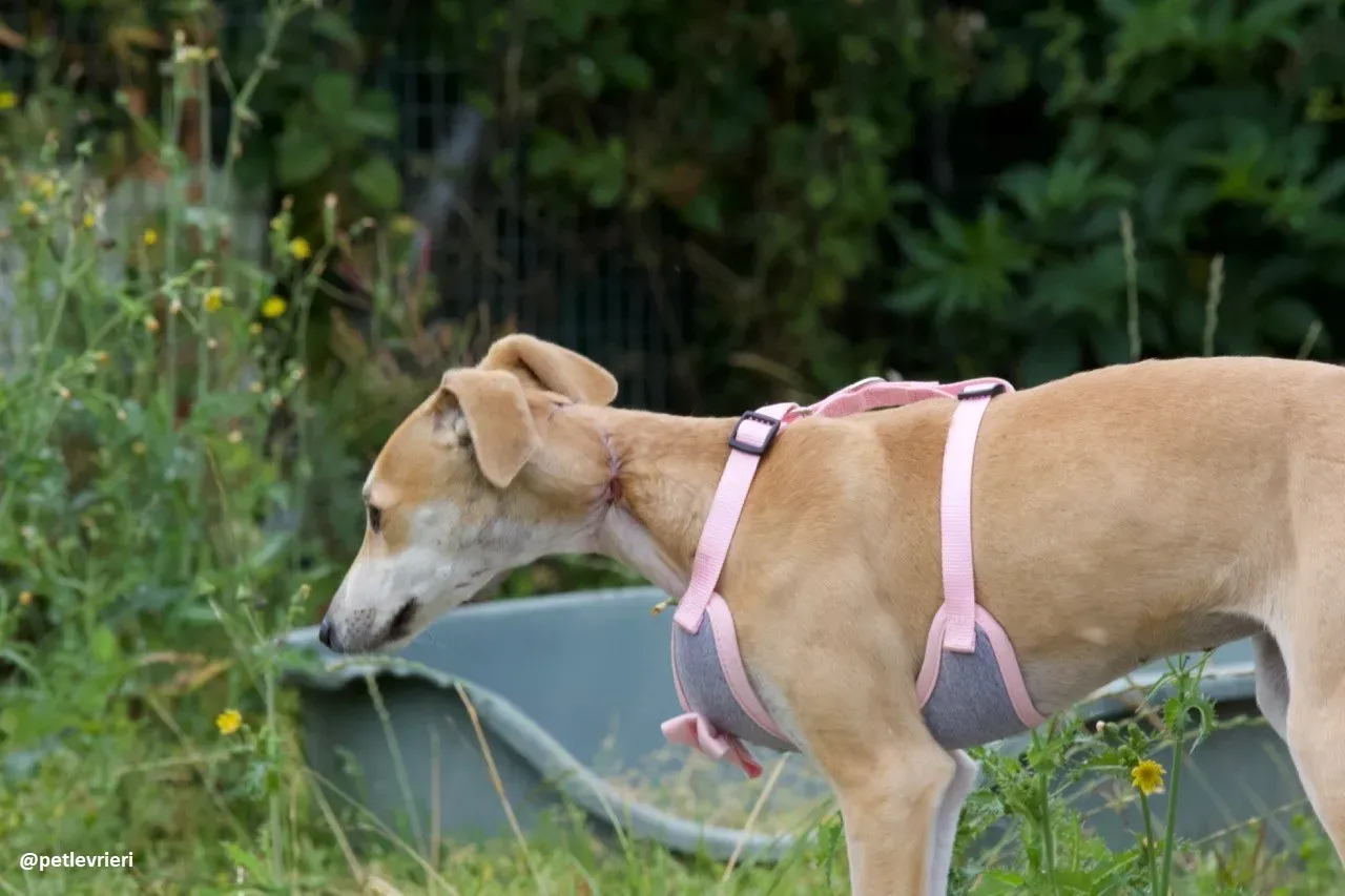 mercy lurcher adozione 10