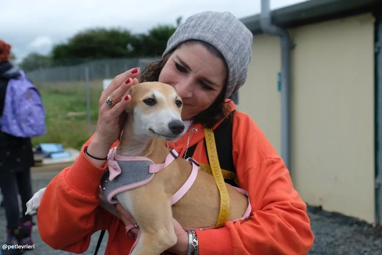 mercy lurcher adozione 11