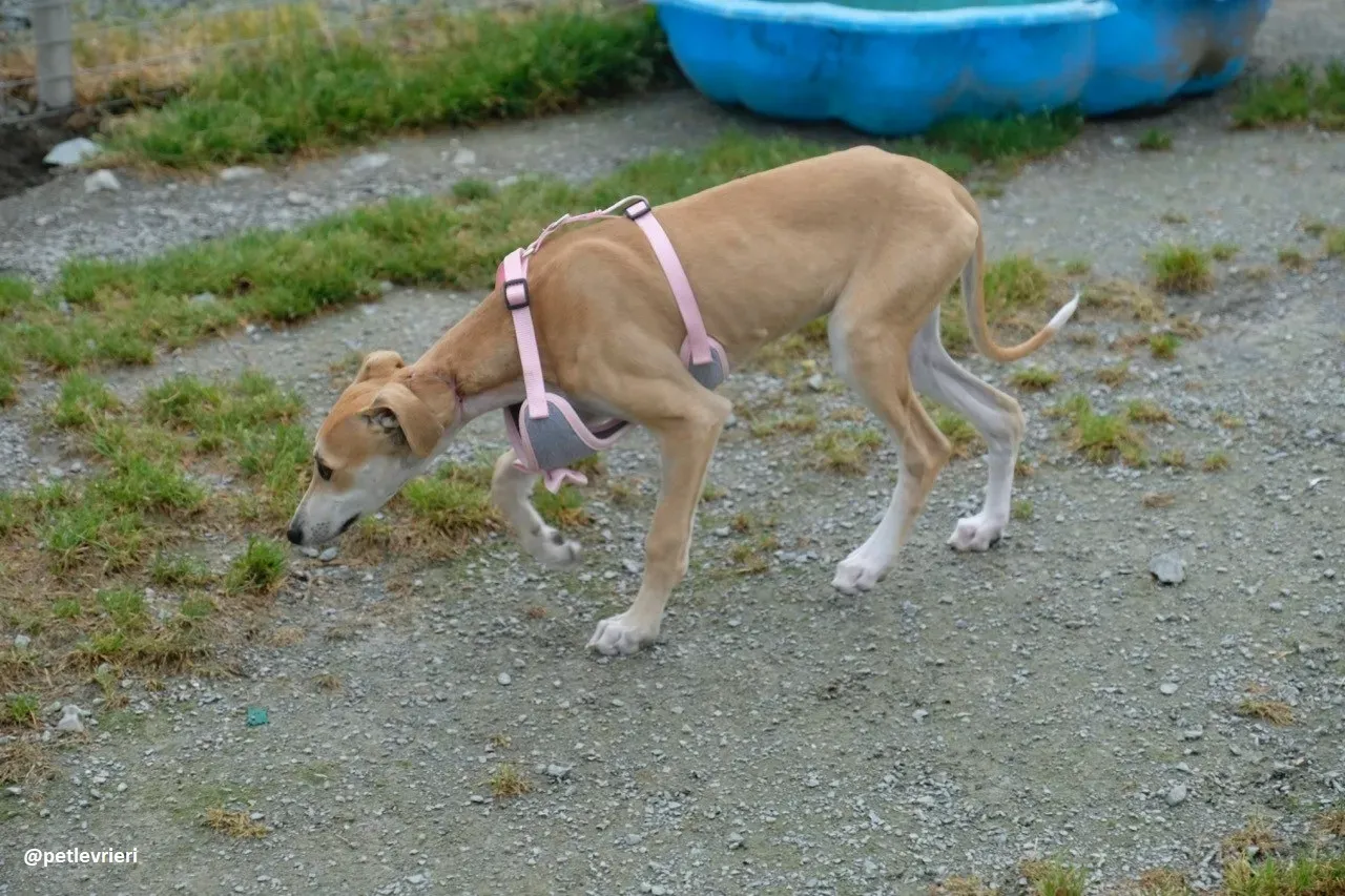 mercy lurcher adozione 12