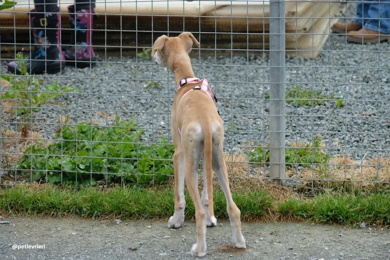 mercy lurcher adozione 14