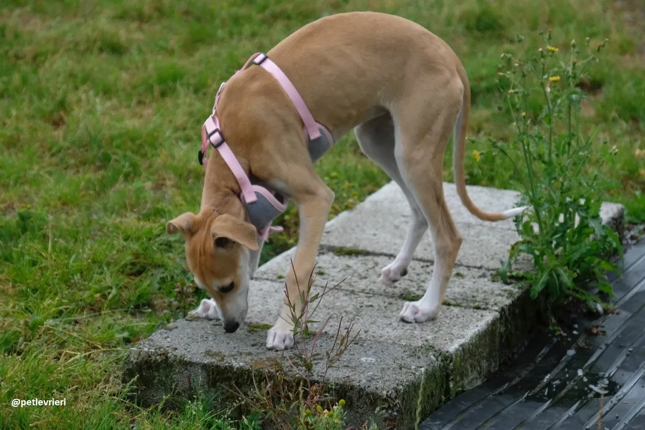 mercy lurcher adozione 15