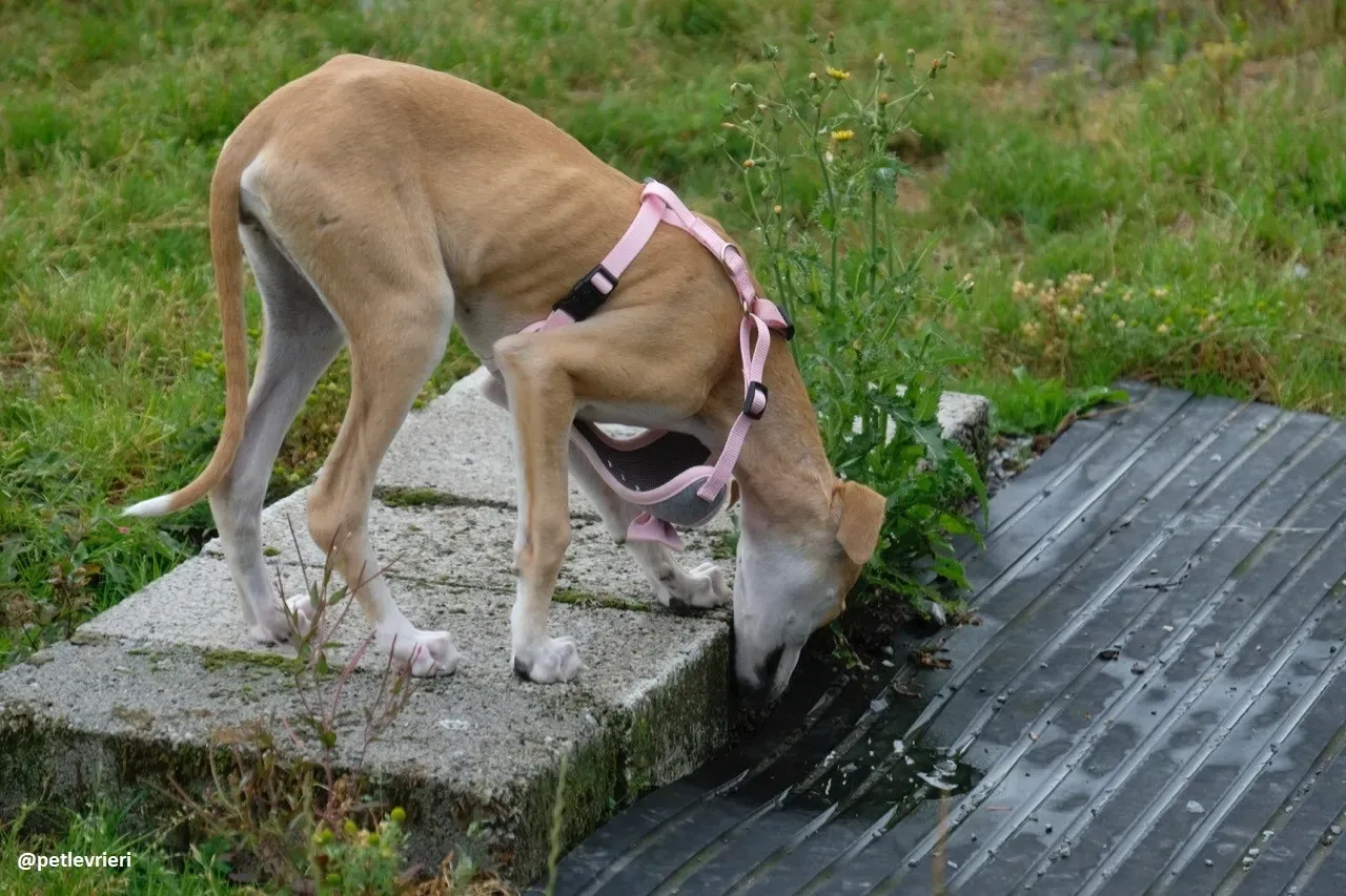 mercy lurcher adozione 16