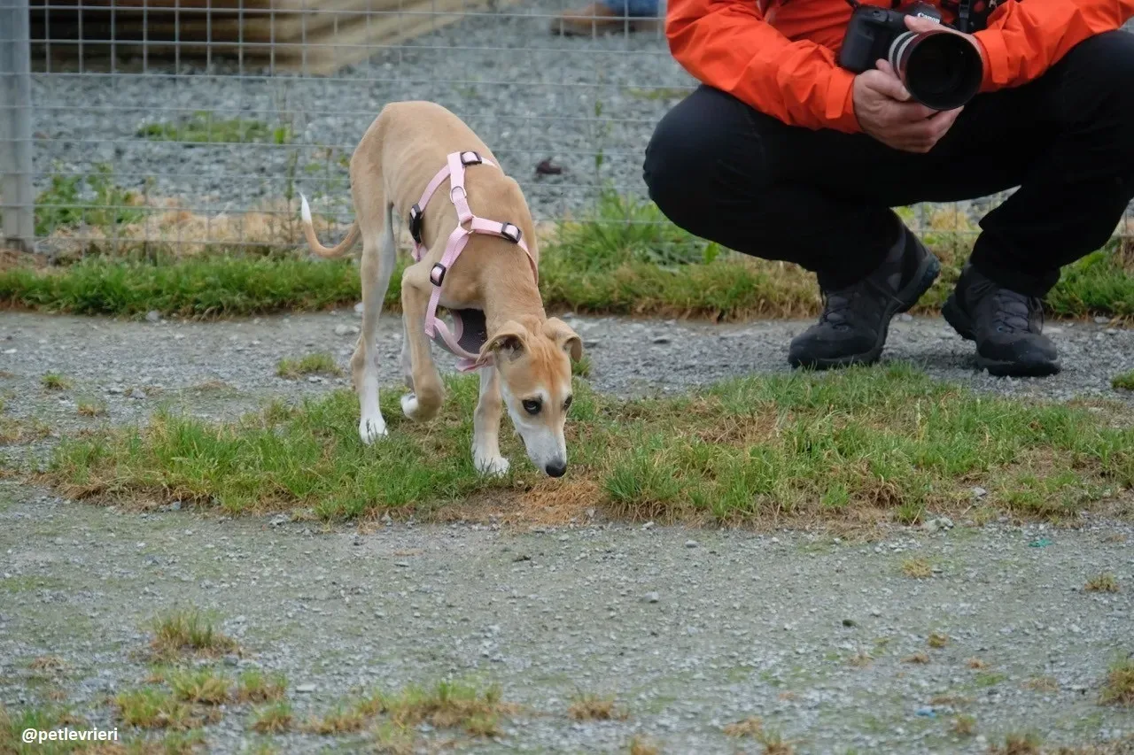 mercy lurcher adozione 17