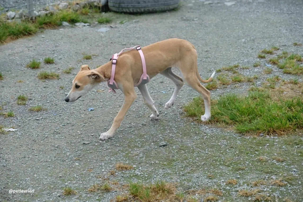 mercy lurcher adozione 18