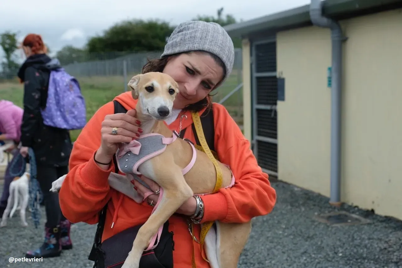 mercy lurcher adozione 19