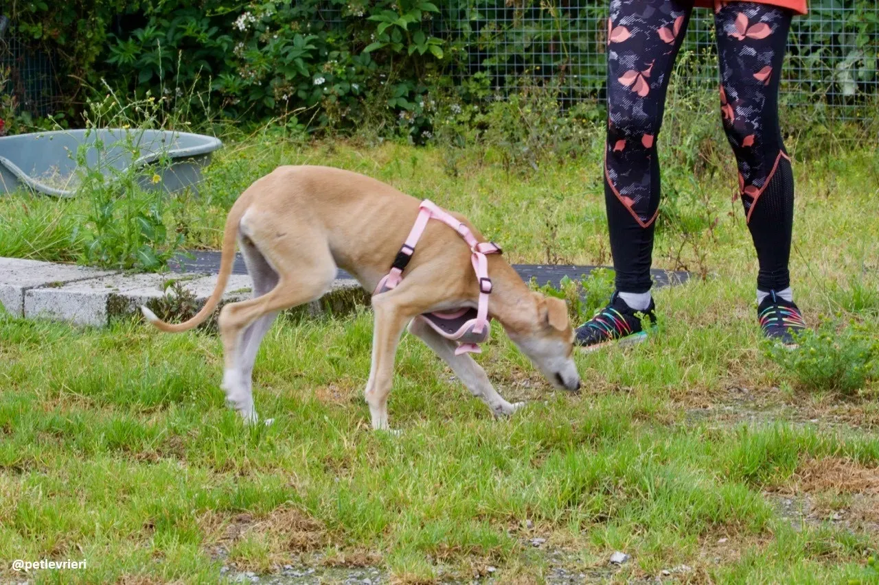mercy lurcher adozione 2