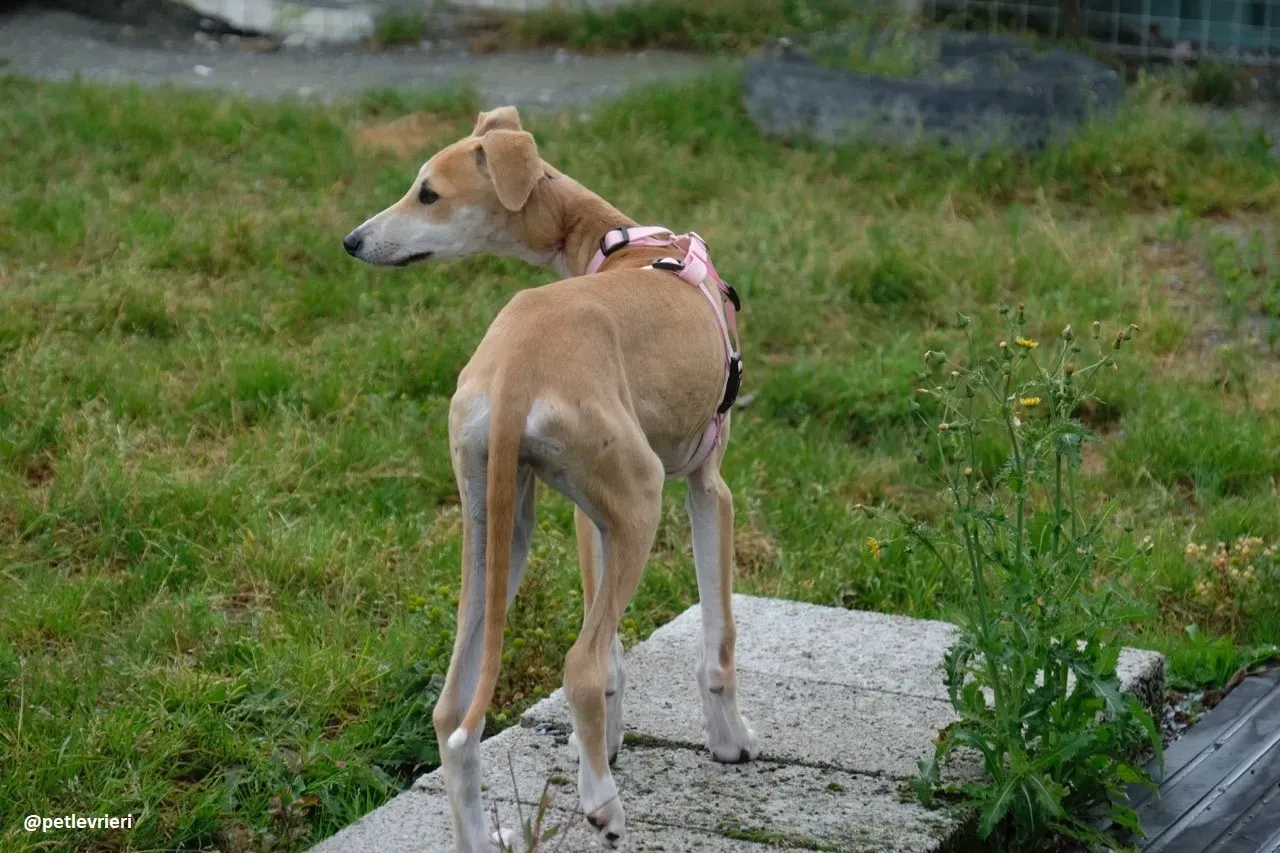 mercy lurcher adozione 20
