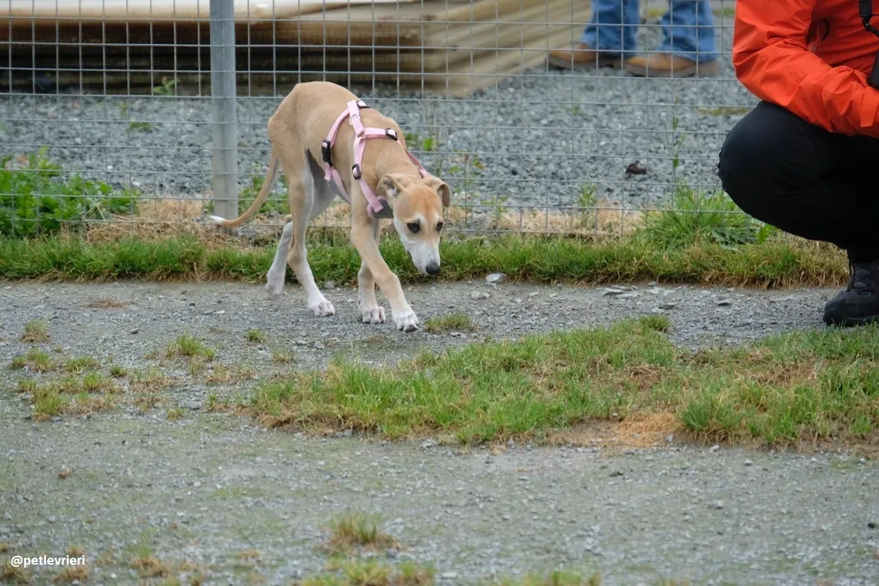 mercy lurcher adozione 21