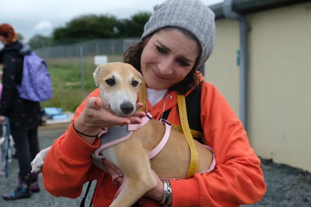 mercy lurcher adozione 22