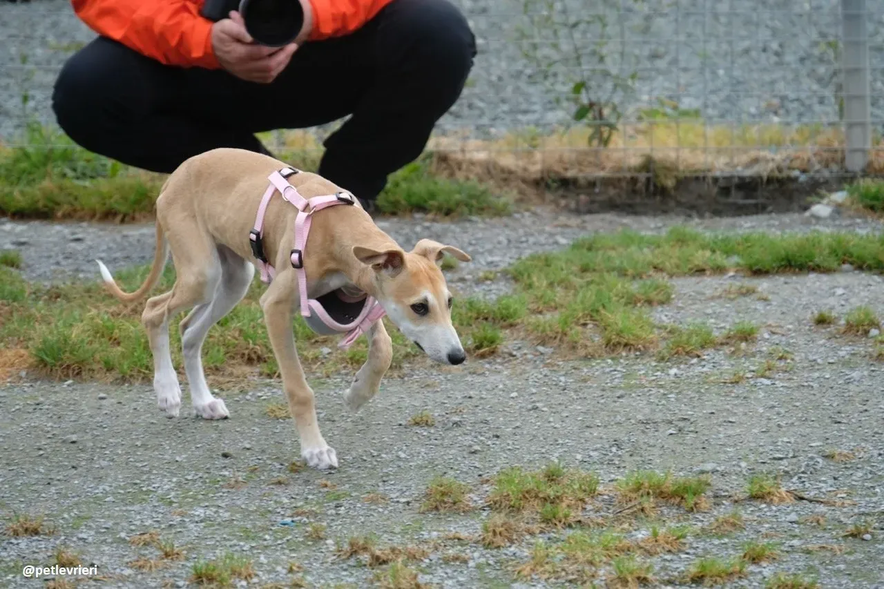 mercy lurcher adozione 23