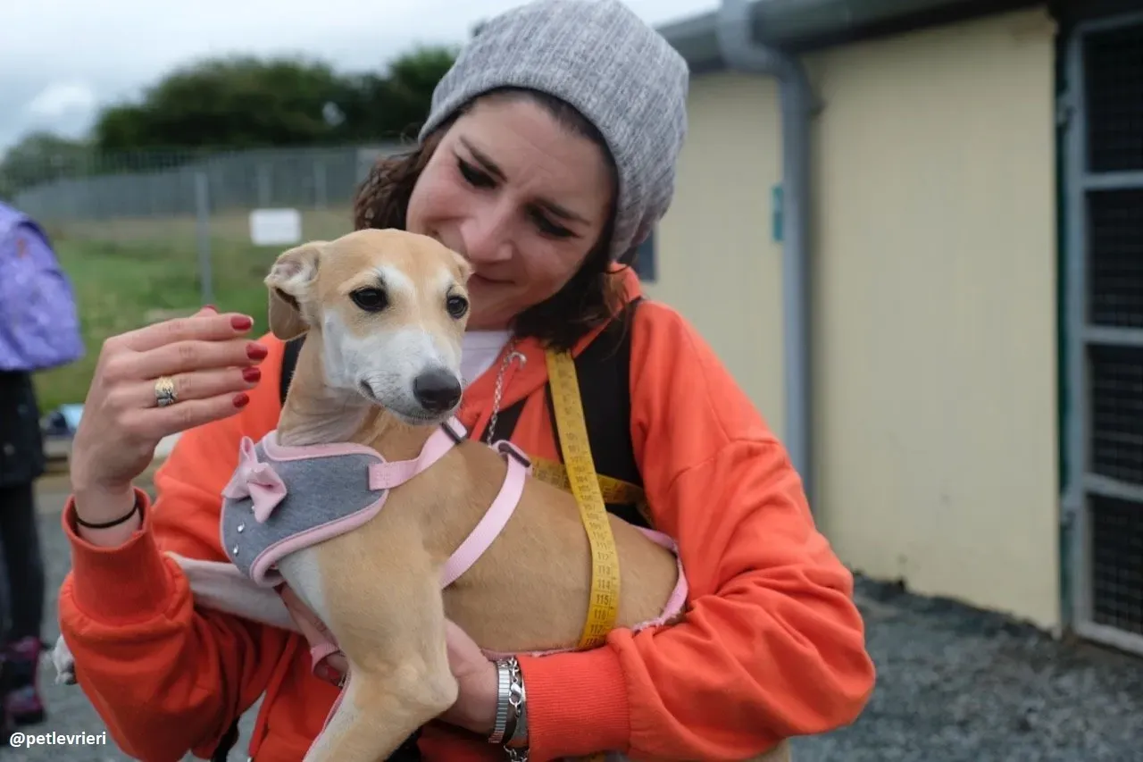 mercy lurcher adozione 24