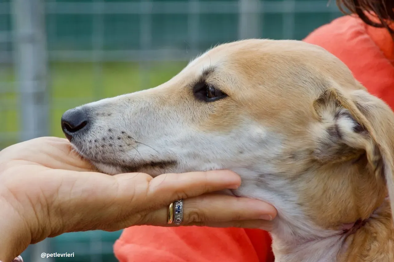 mercy lurcher adozione 3