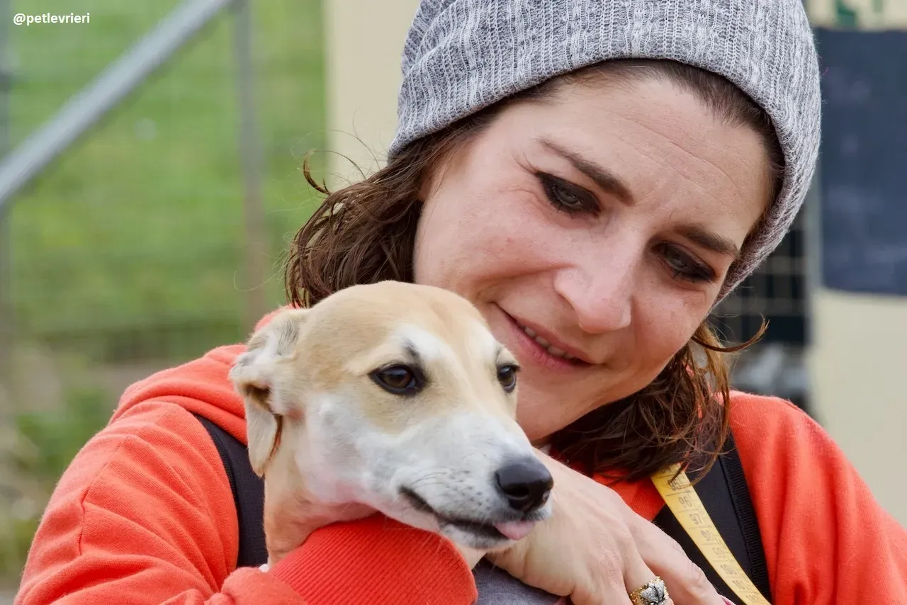 mercy lurcher adozione 4