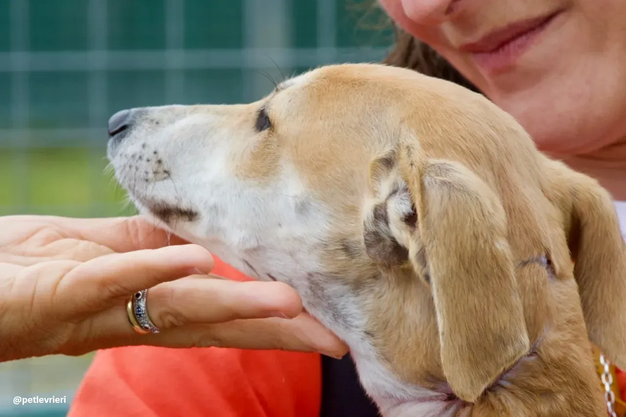 mercy lurcher adozione 5