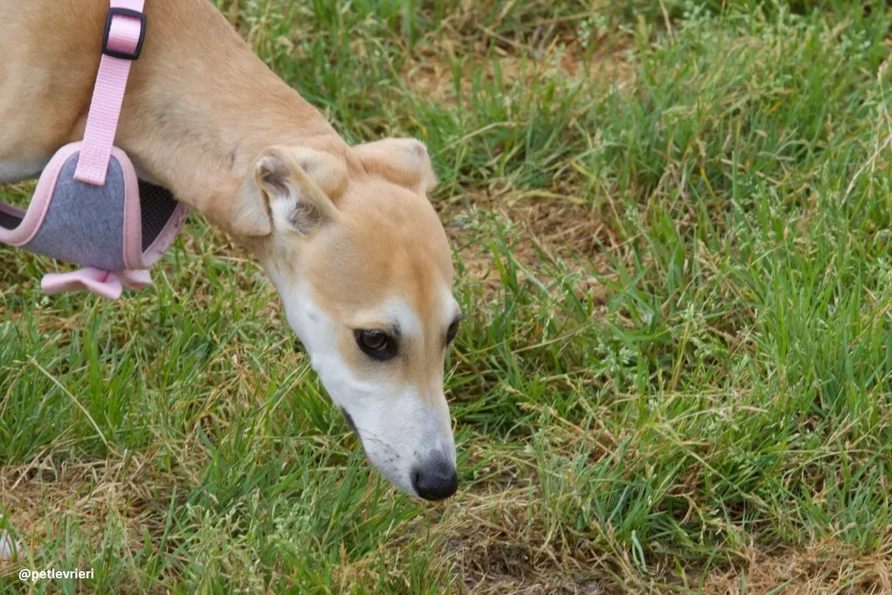 mercy lurcher adozione 6