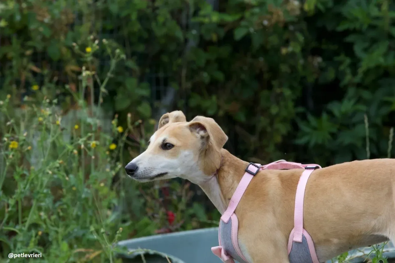 mercy lurcher adozione 7