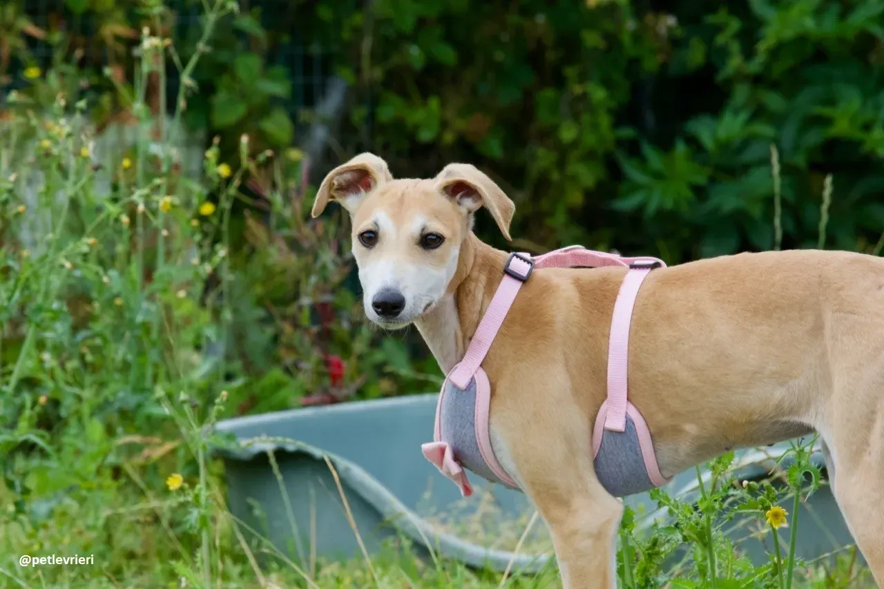 mercy lurcher adozione 8