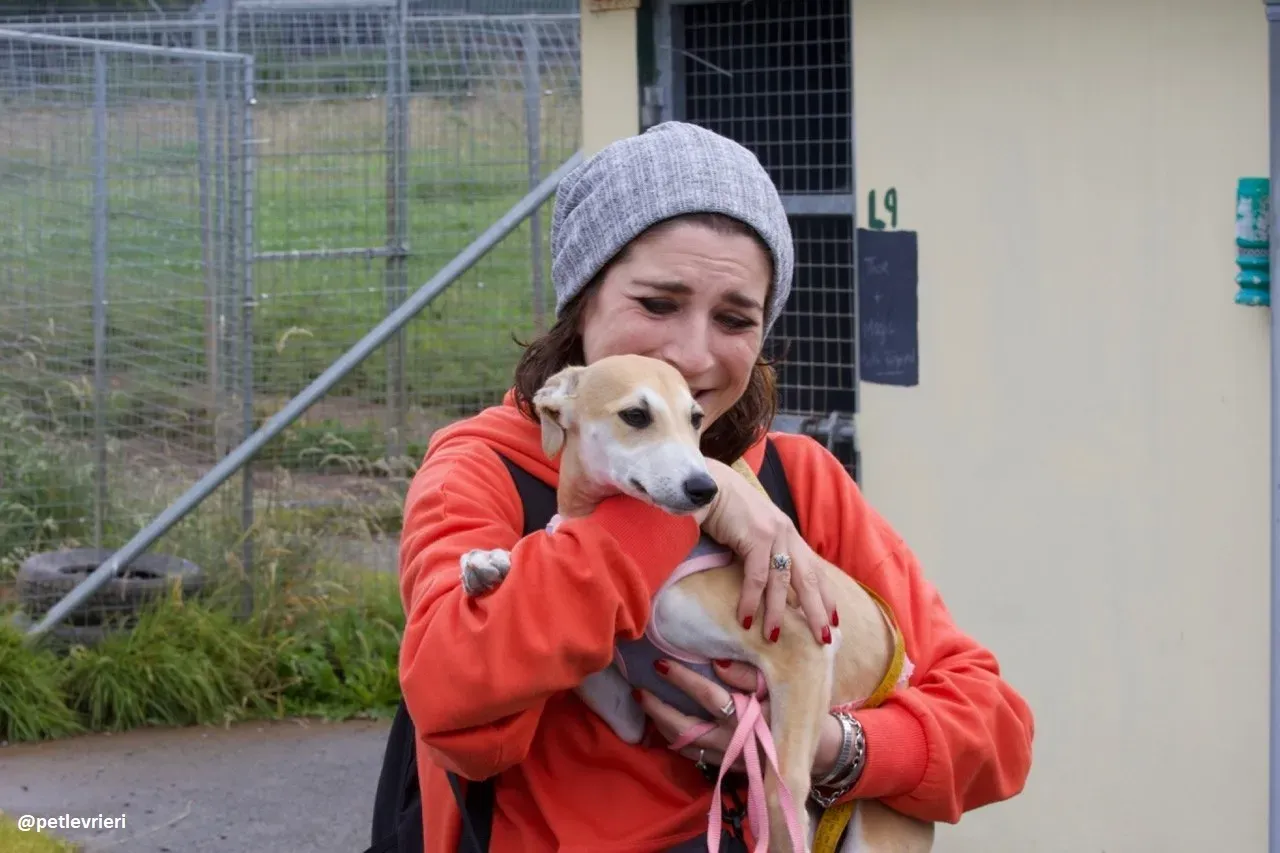 mercy lurcher adozione 9
