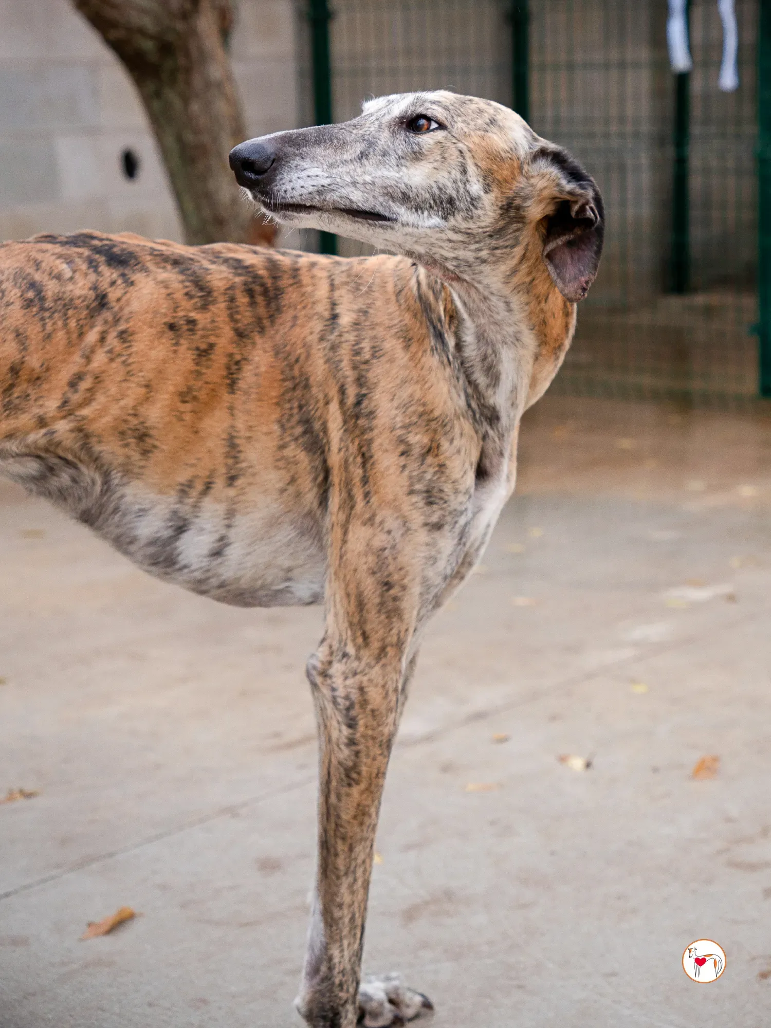 merida galgo adozione 1