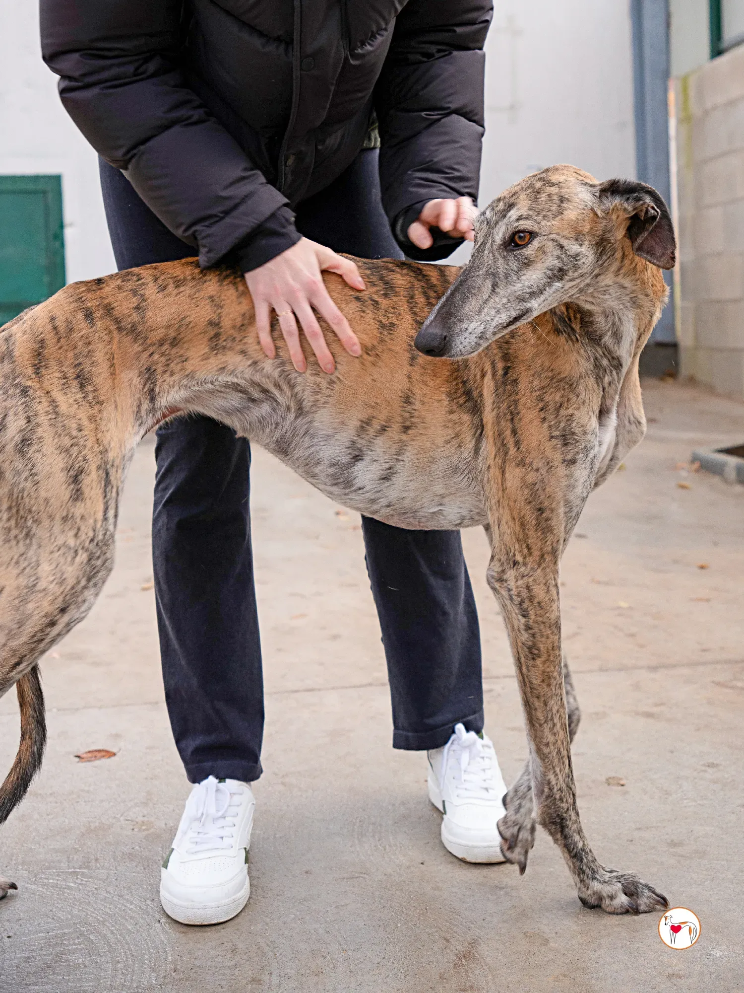 merida galgo adozione 10