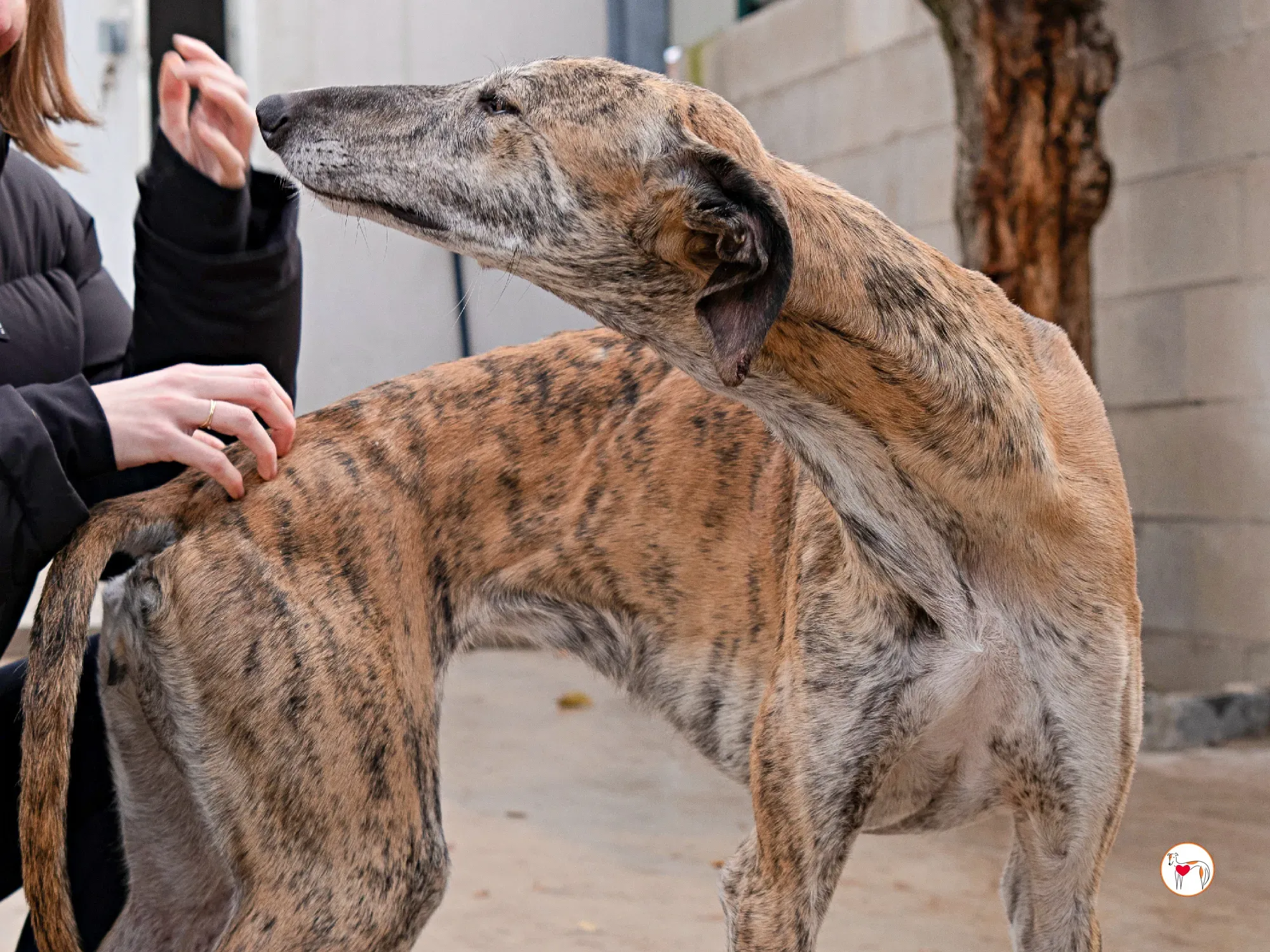 merida galgo adozione 11