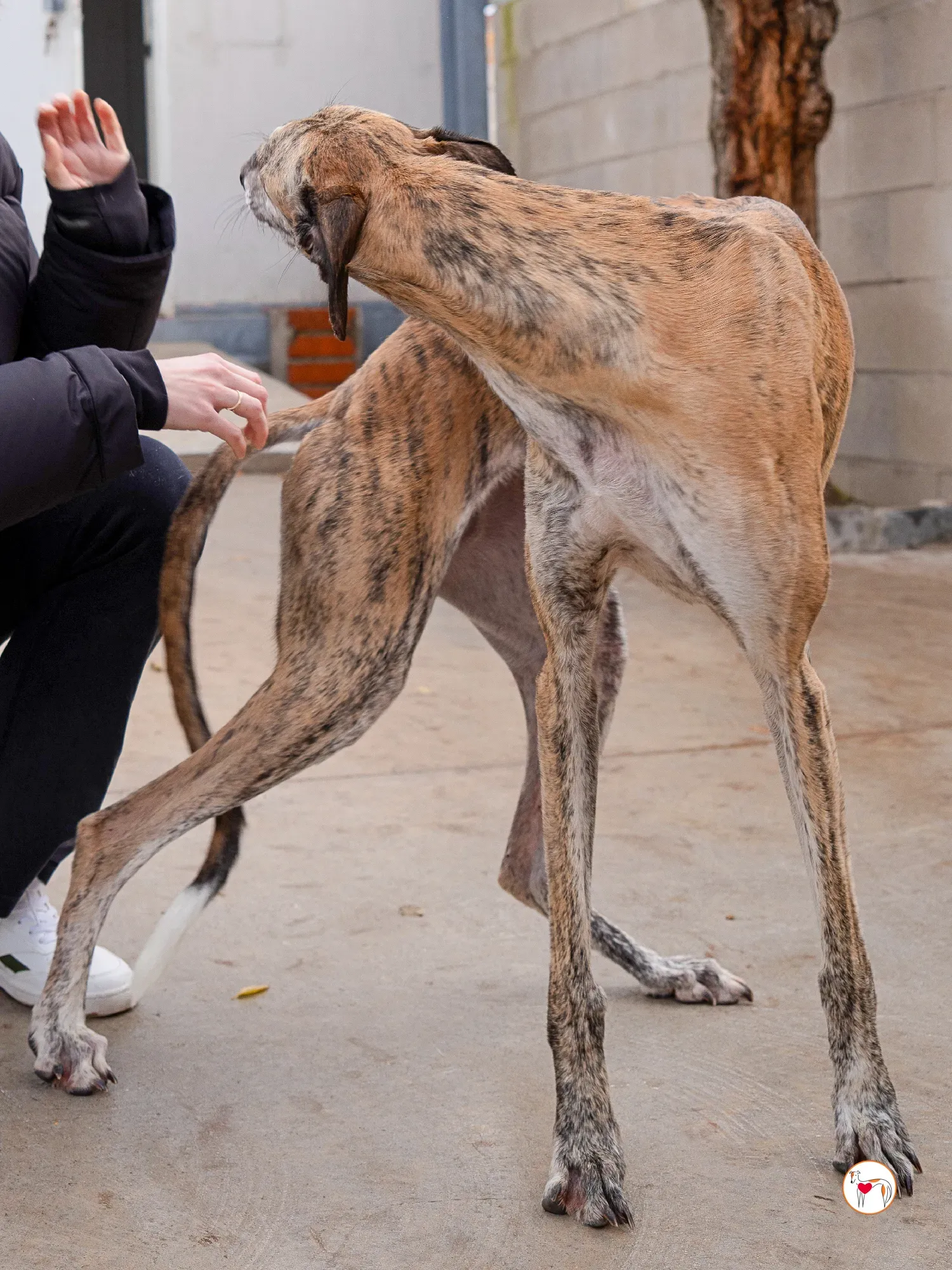 merida galgo adozione 12